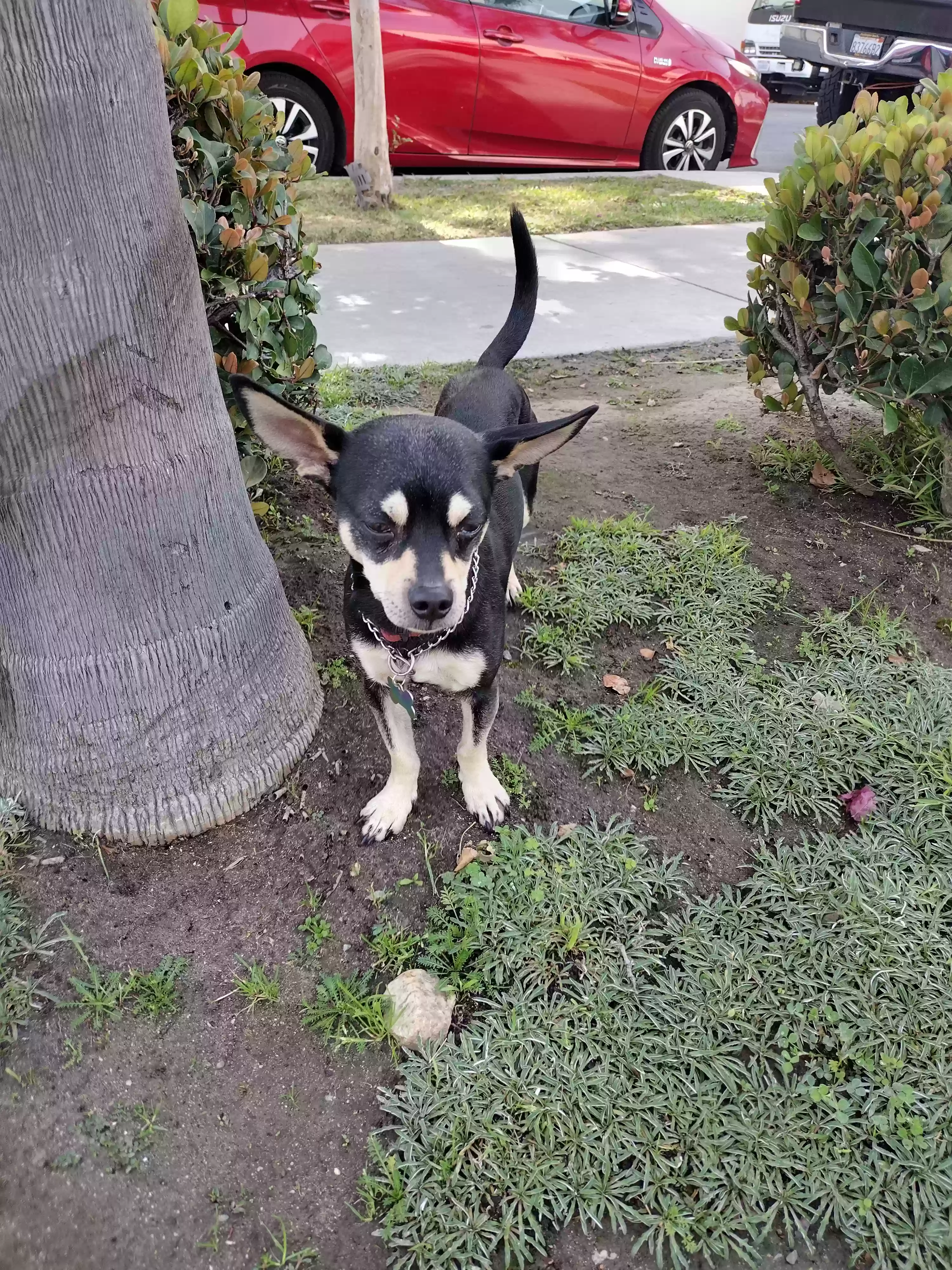 /lostandfound/images/lnfpets/original/180595_photo.webp