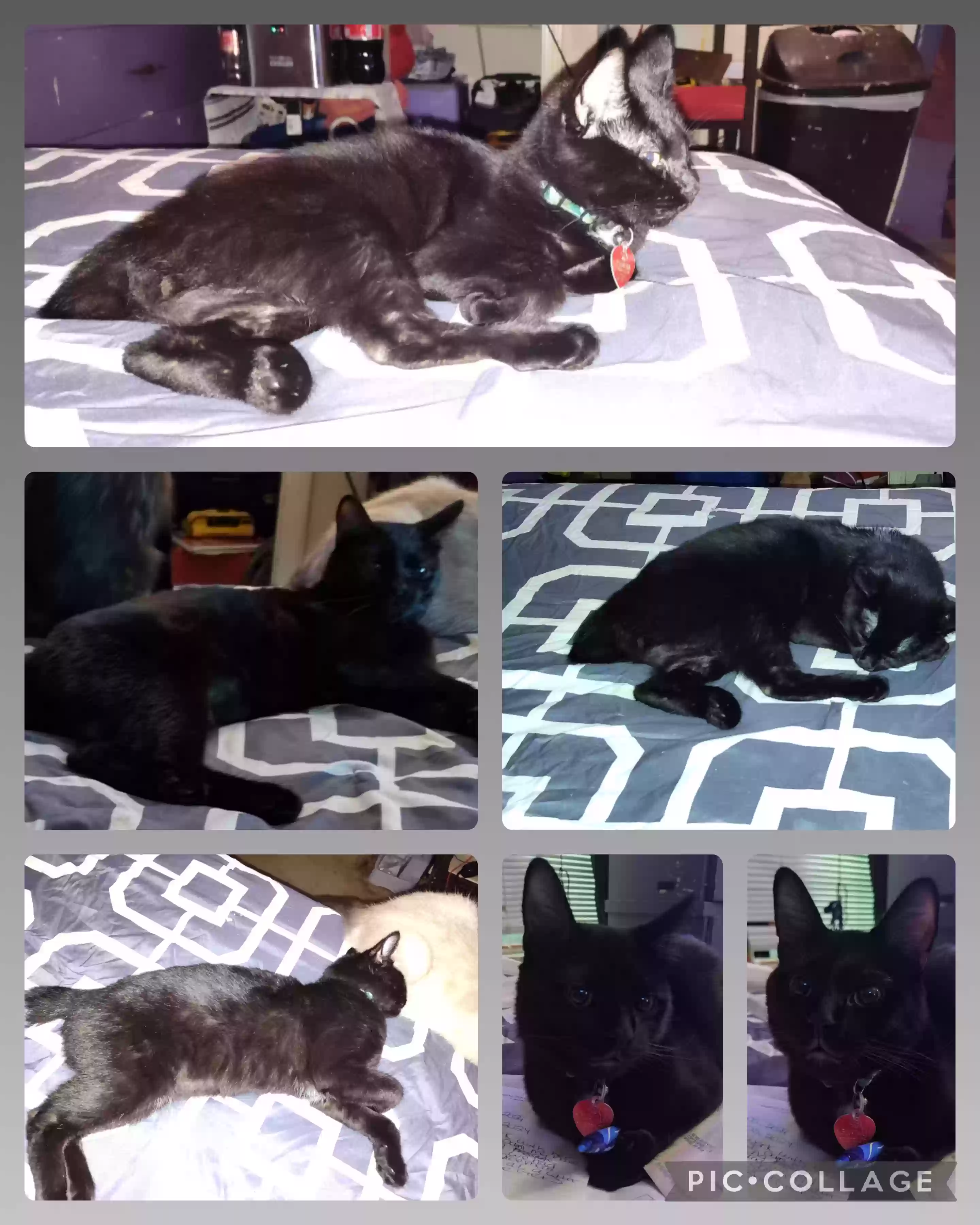/lostandfound/images/lnfpets/original/180611_photo.webp