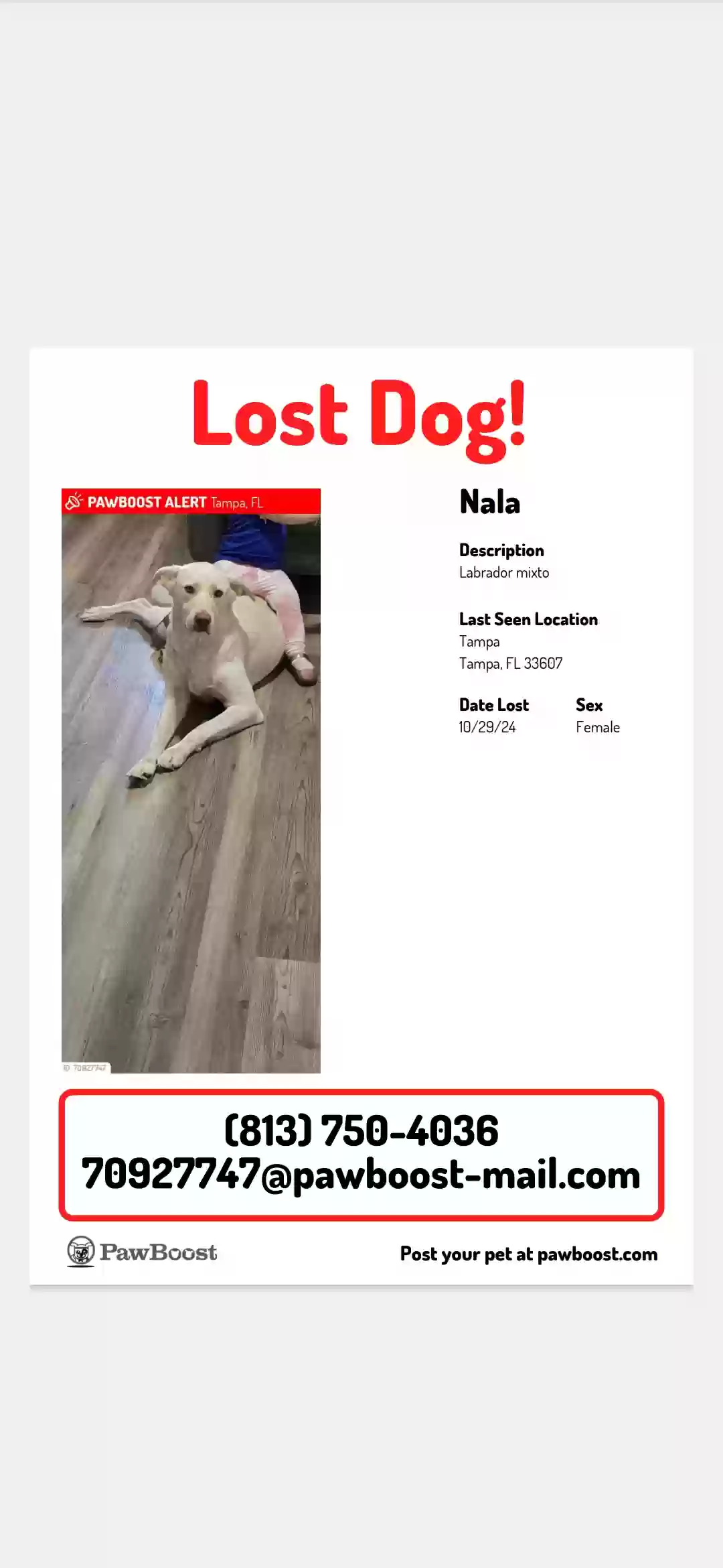 /lostandfound/images/lnfpets/original/180687_photo.webp