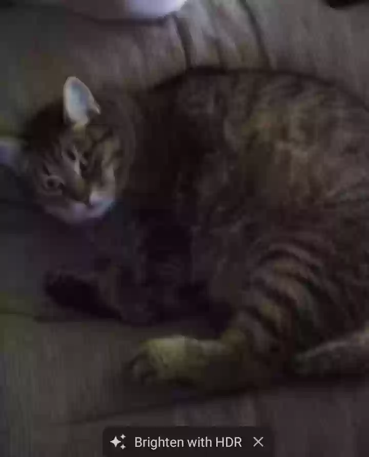 /lostandfound/images/lnfpets/original/180704_photo.webp
