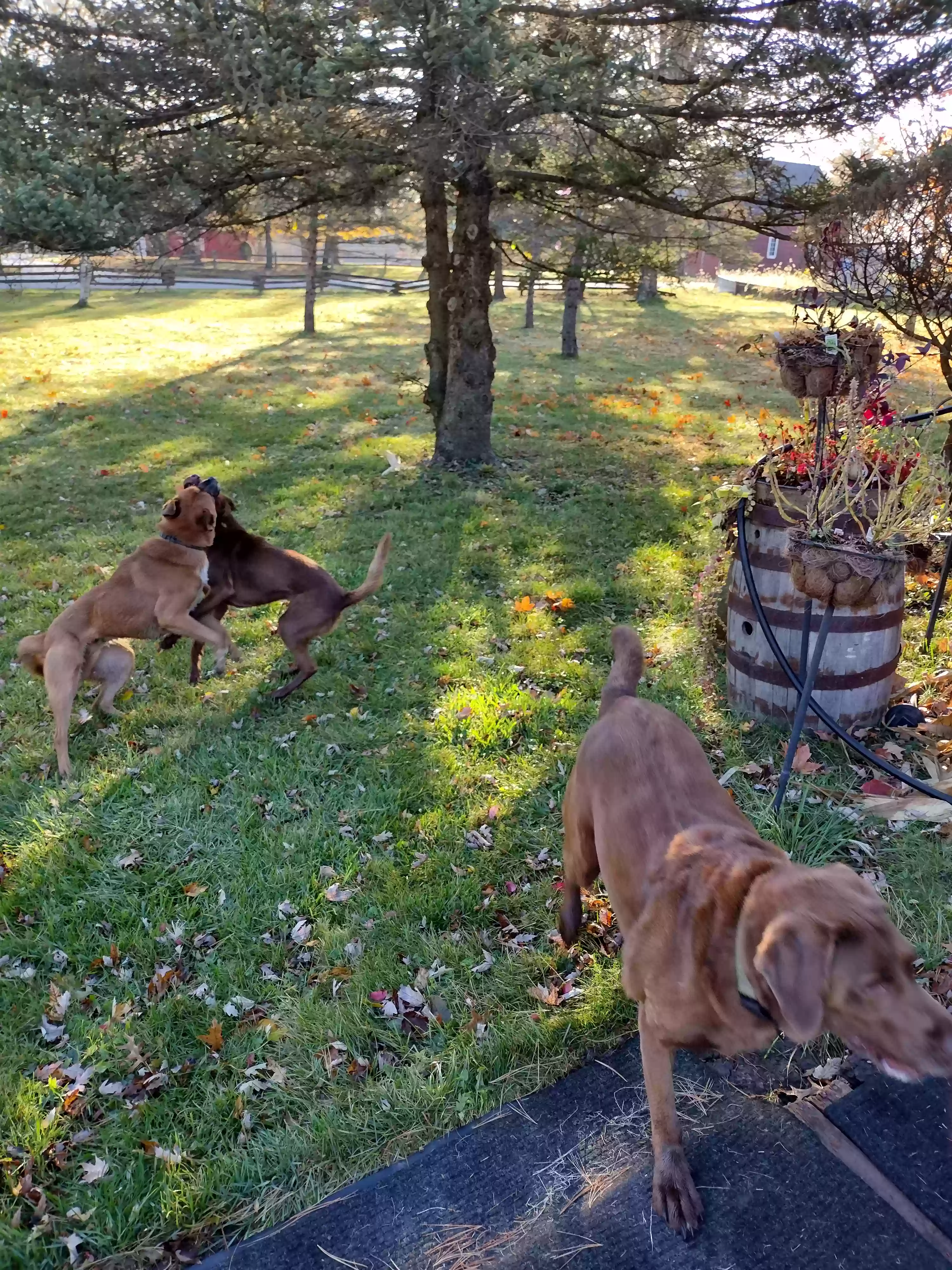 /lostandfound/images/lnfpets/original/180706_photo.webp