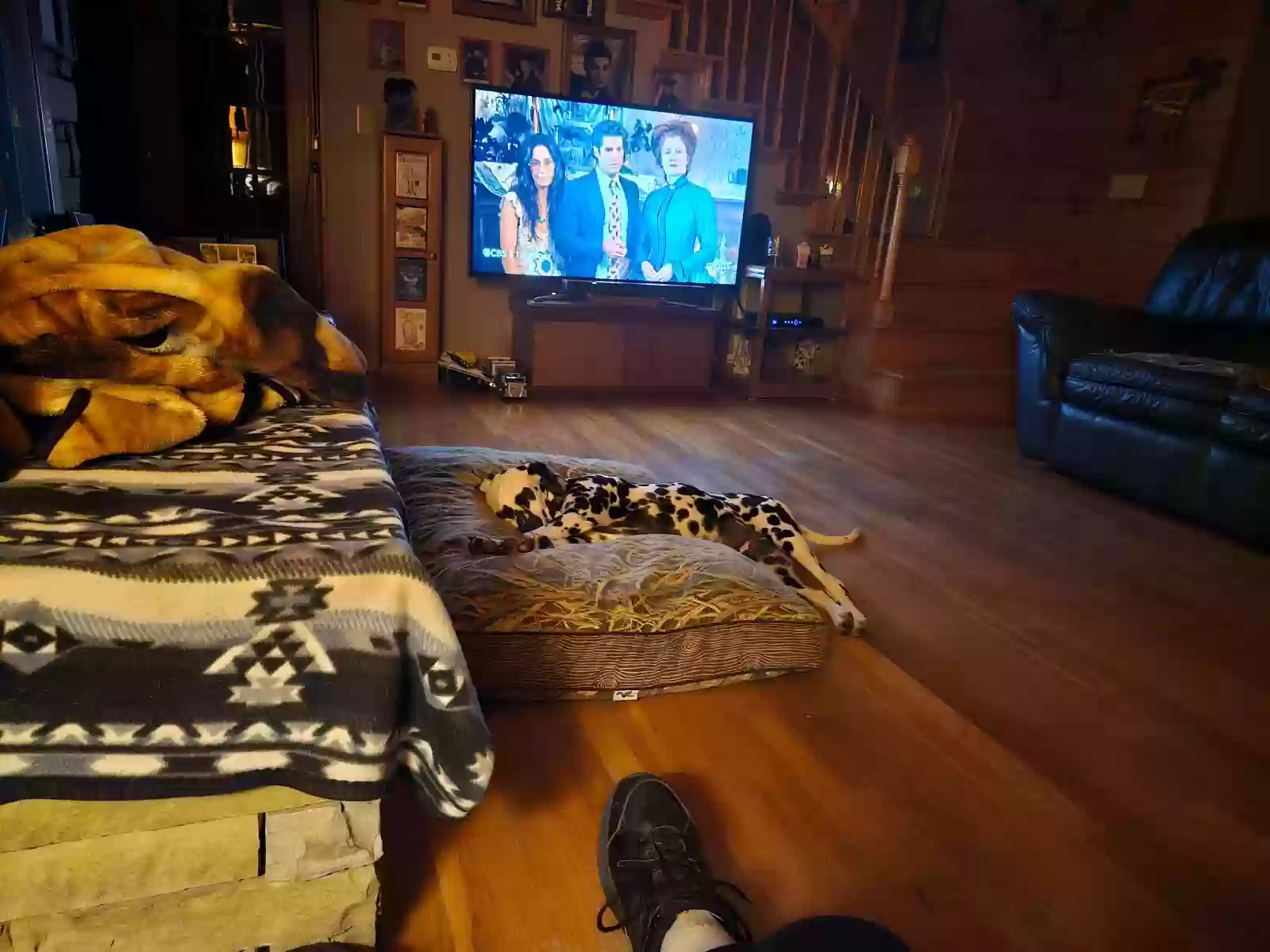 /lostandfound/images/lnfpets/original/180815_7961_47342.webp