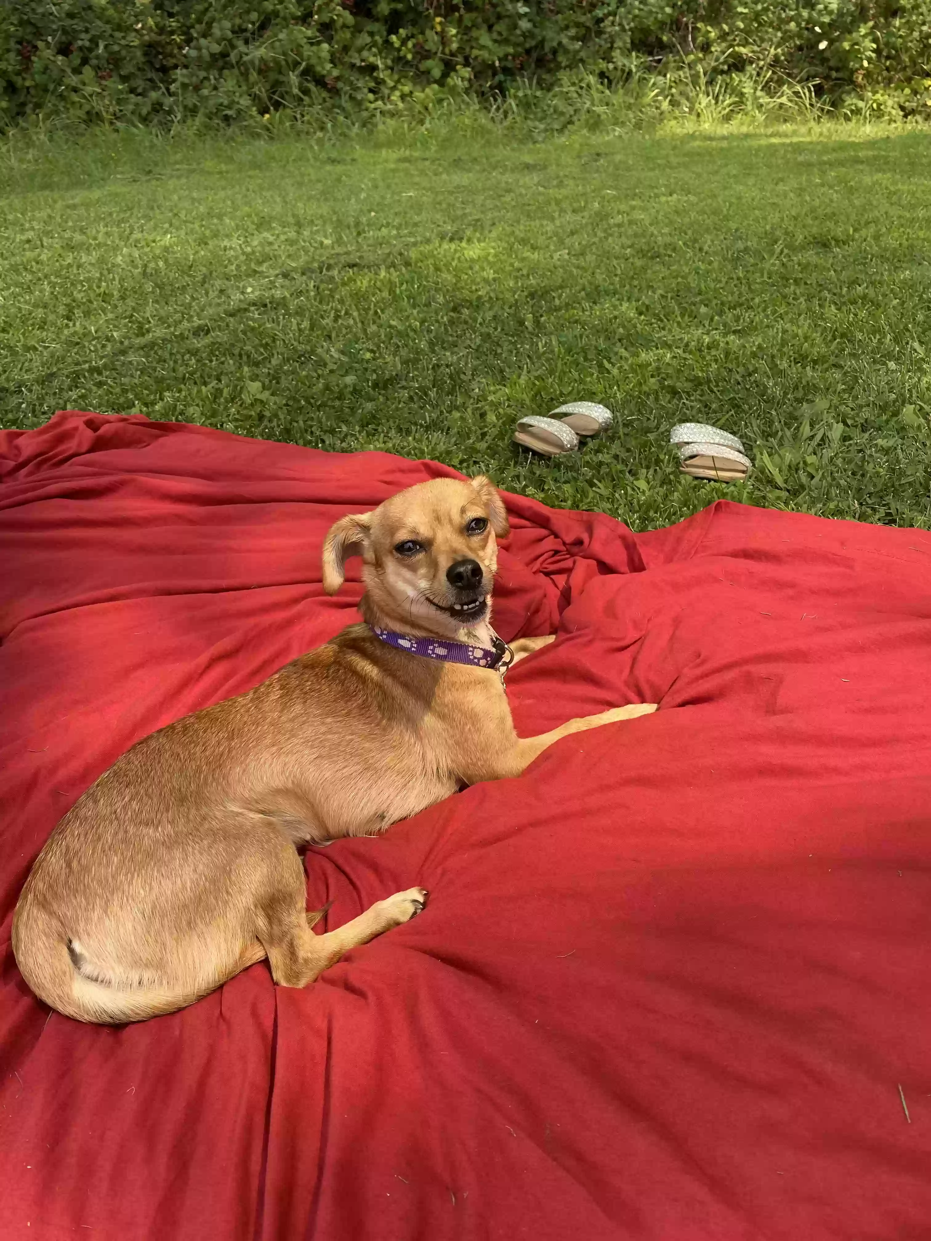 /lostandfound/images/lnfpets/original/180818_photo.webp