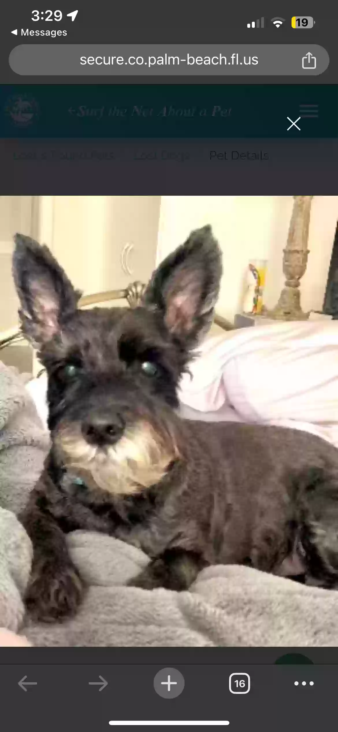 /lostandfound/images/lnfpets/original/180819_photo.webp