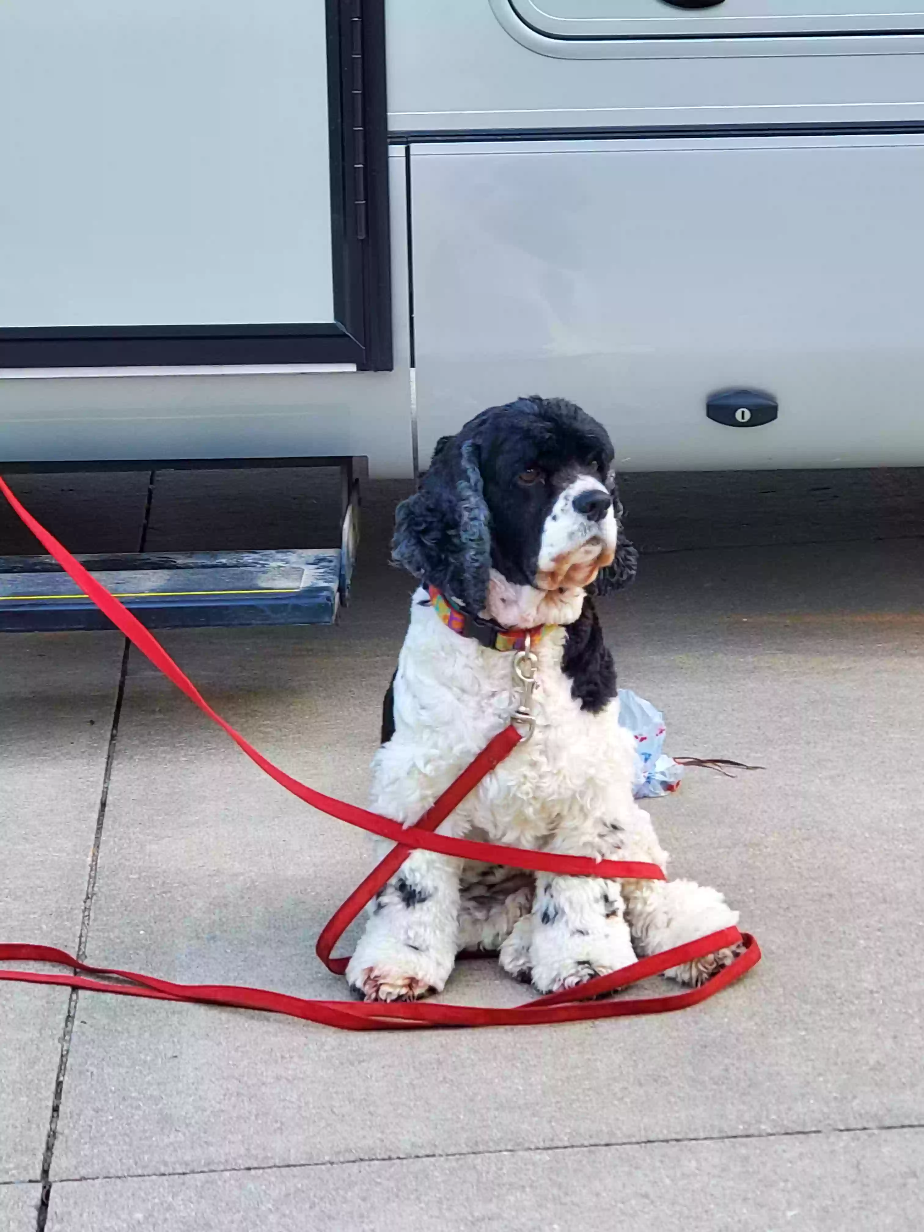 /lostandfound/images/lnfpets/original/180846_photo.webp