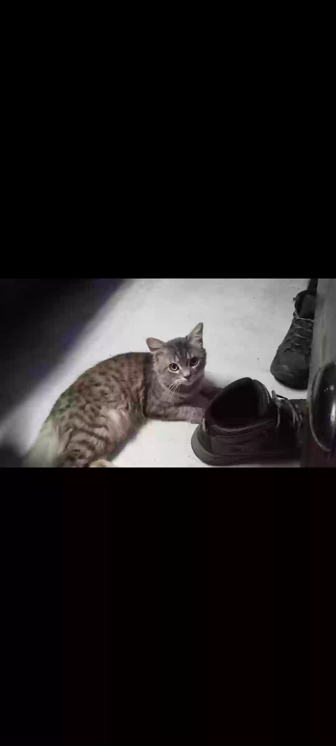 /lostandfound/images/lnfpets/original/180852_photo.webp