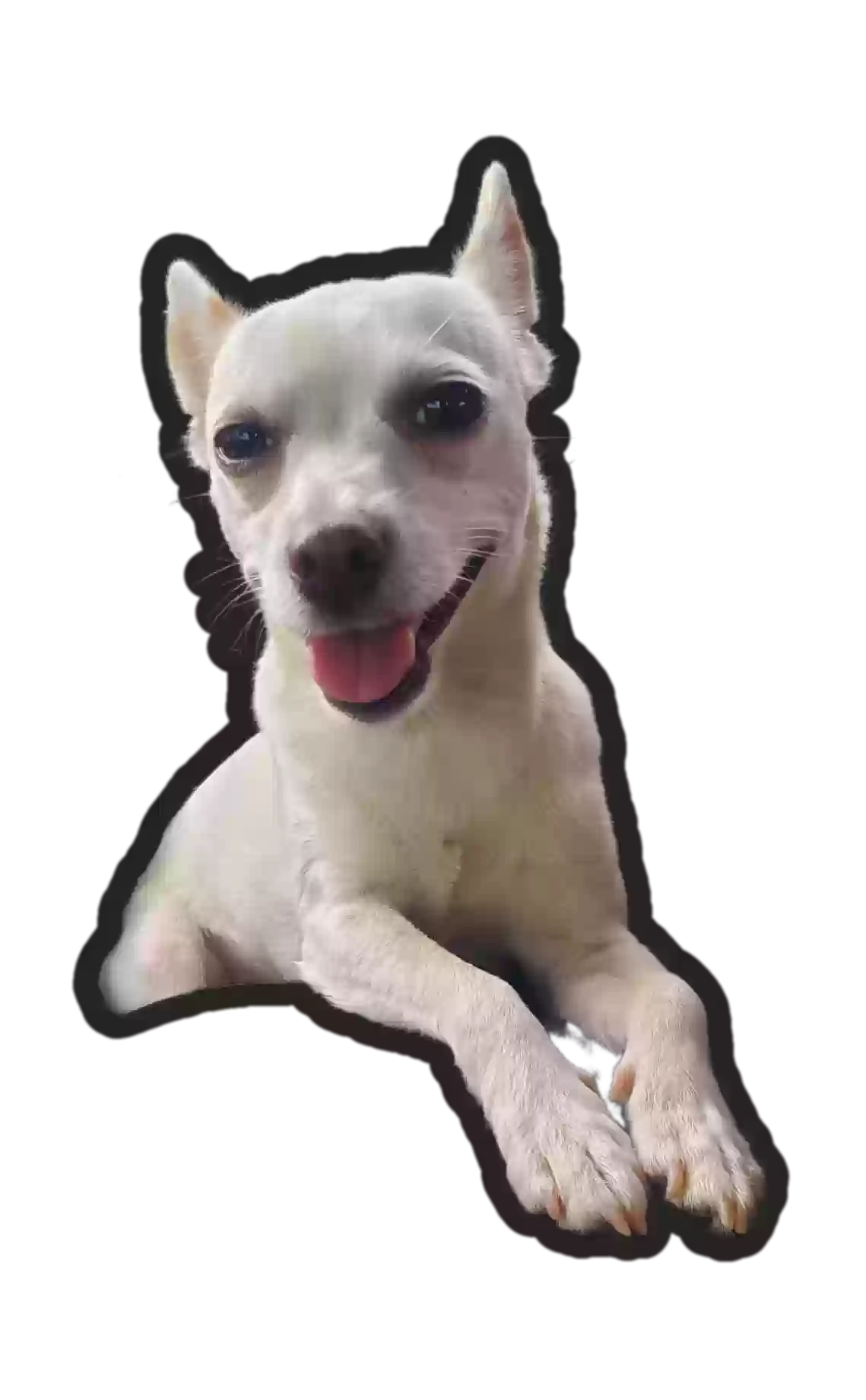 /lostandfound/images/lnfpets/original/180877_photo.webp