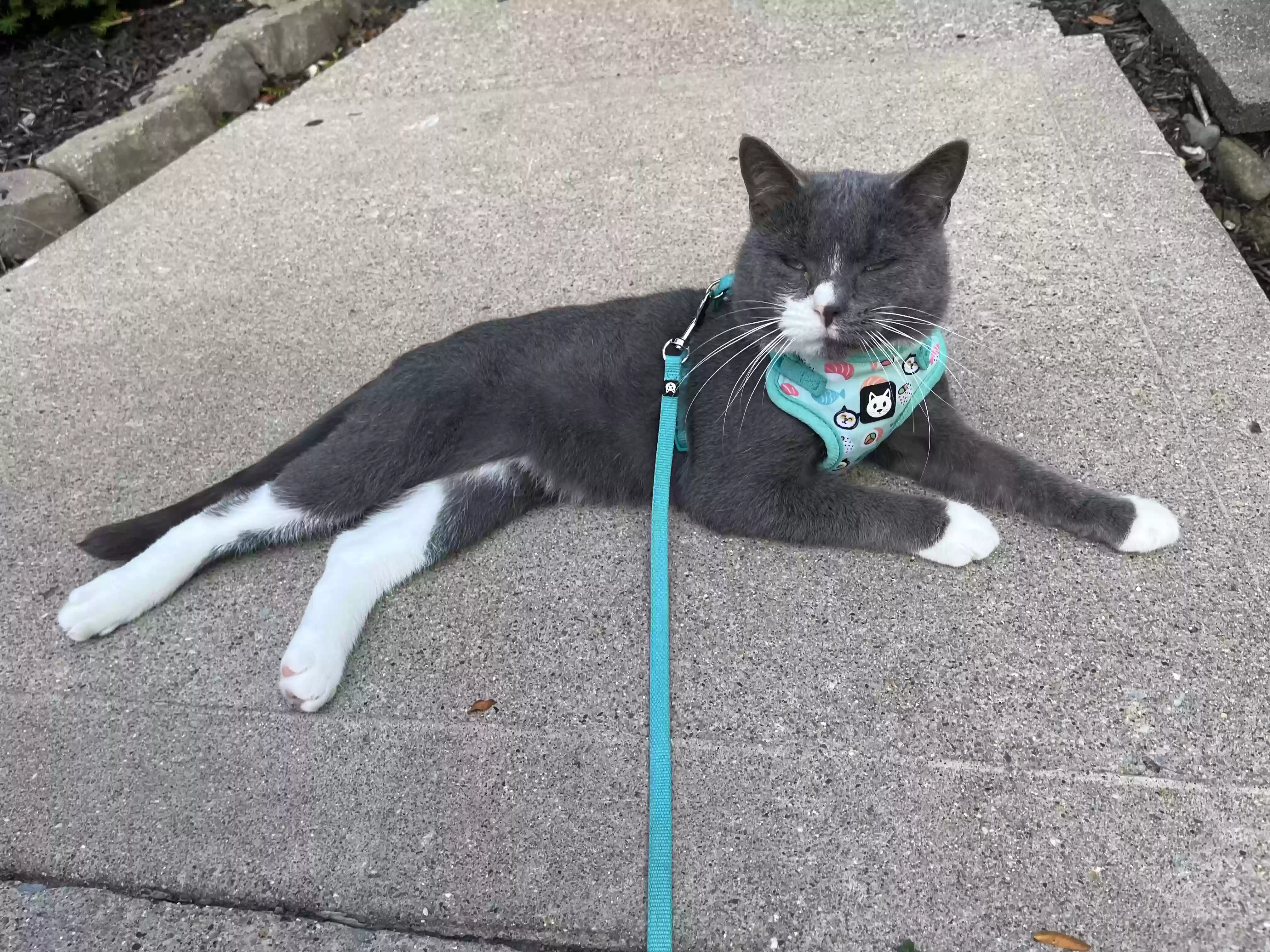 /lostandfound/images/lnfpets/original/180880_photo.webp