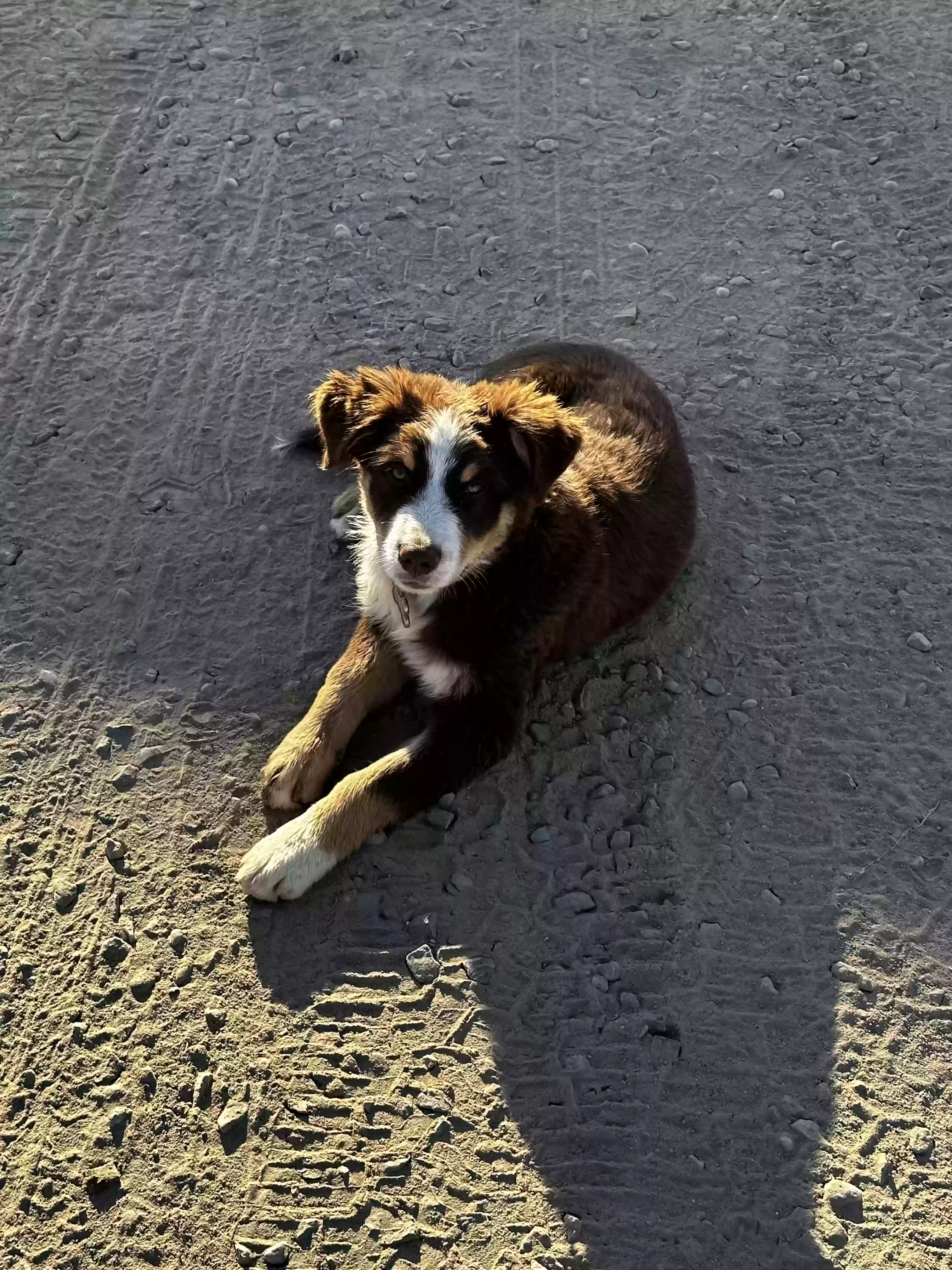 /lostandfound/images/lnfpets/original/180890_photo.webp