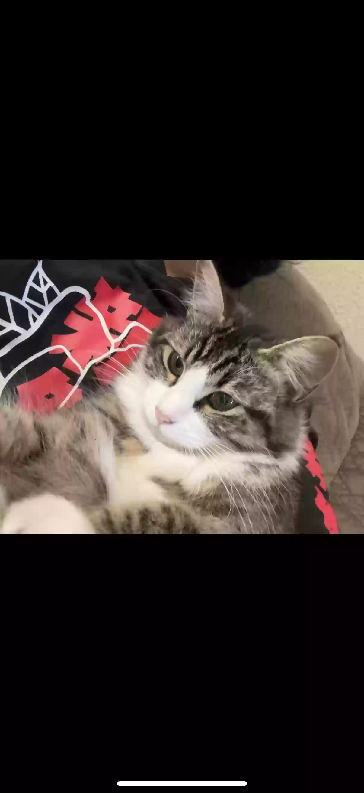 /lostandfound/images/lnfpets/original/180891_photo.webp