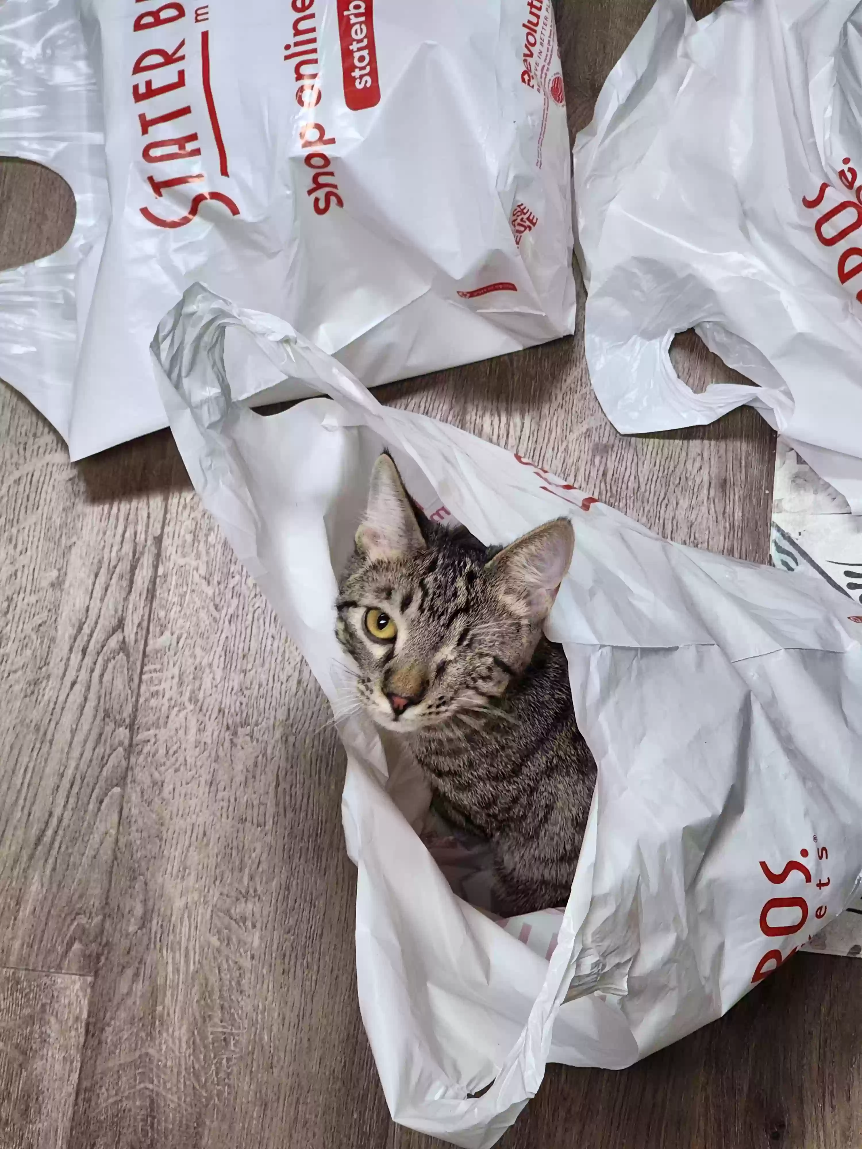 /lostandfound/images/lnfpets/original/180916_photo.webp