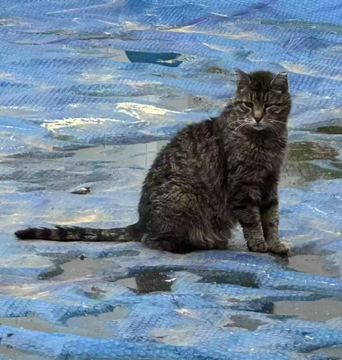 /lostandfound/images/lnfpets/original/180917_photo.webp
