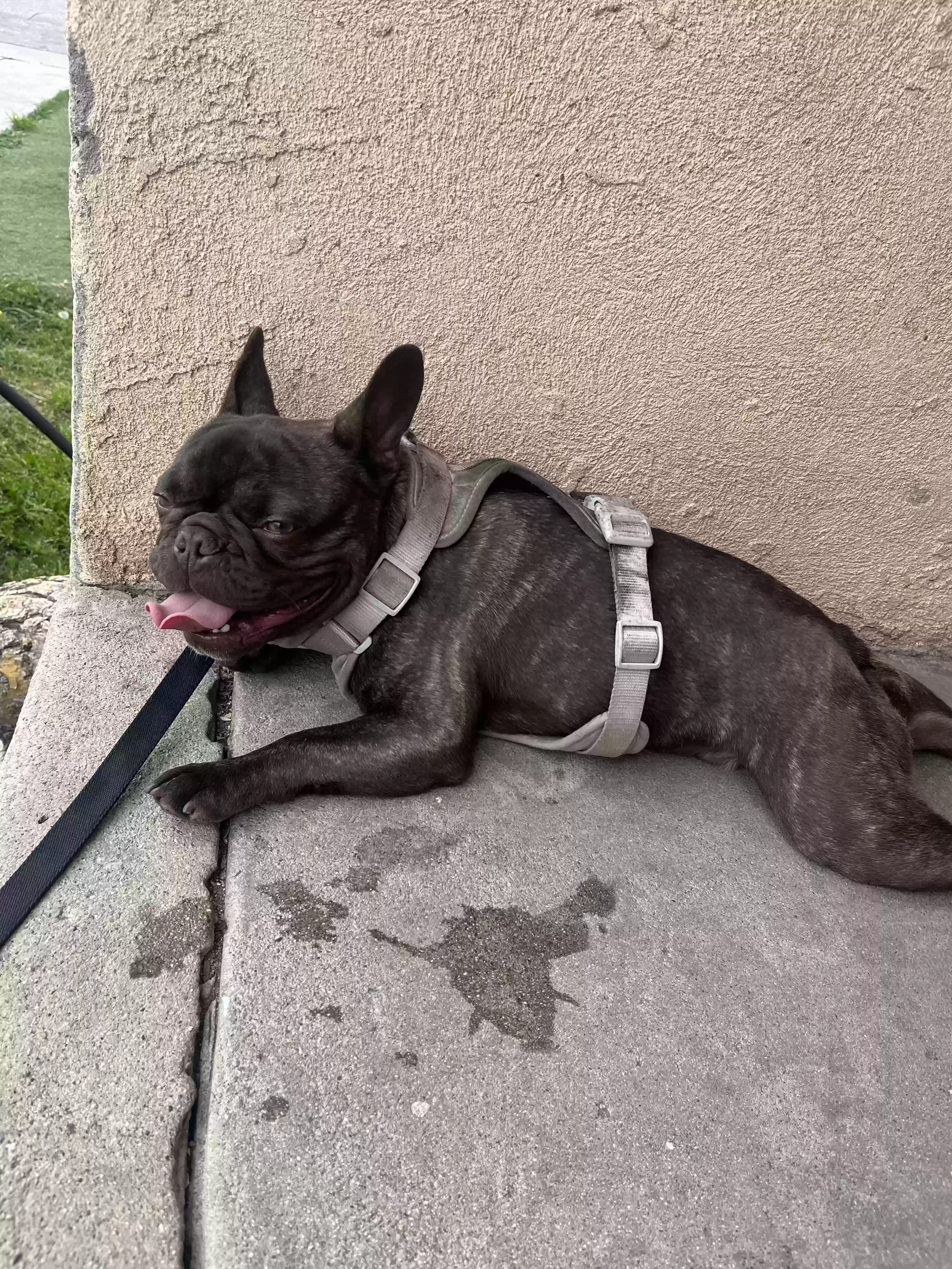 /lostandfound/images/lnfpets/original/180933_photo.webp