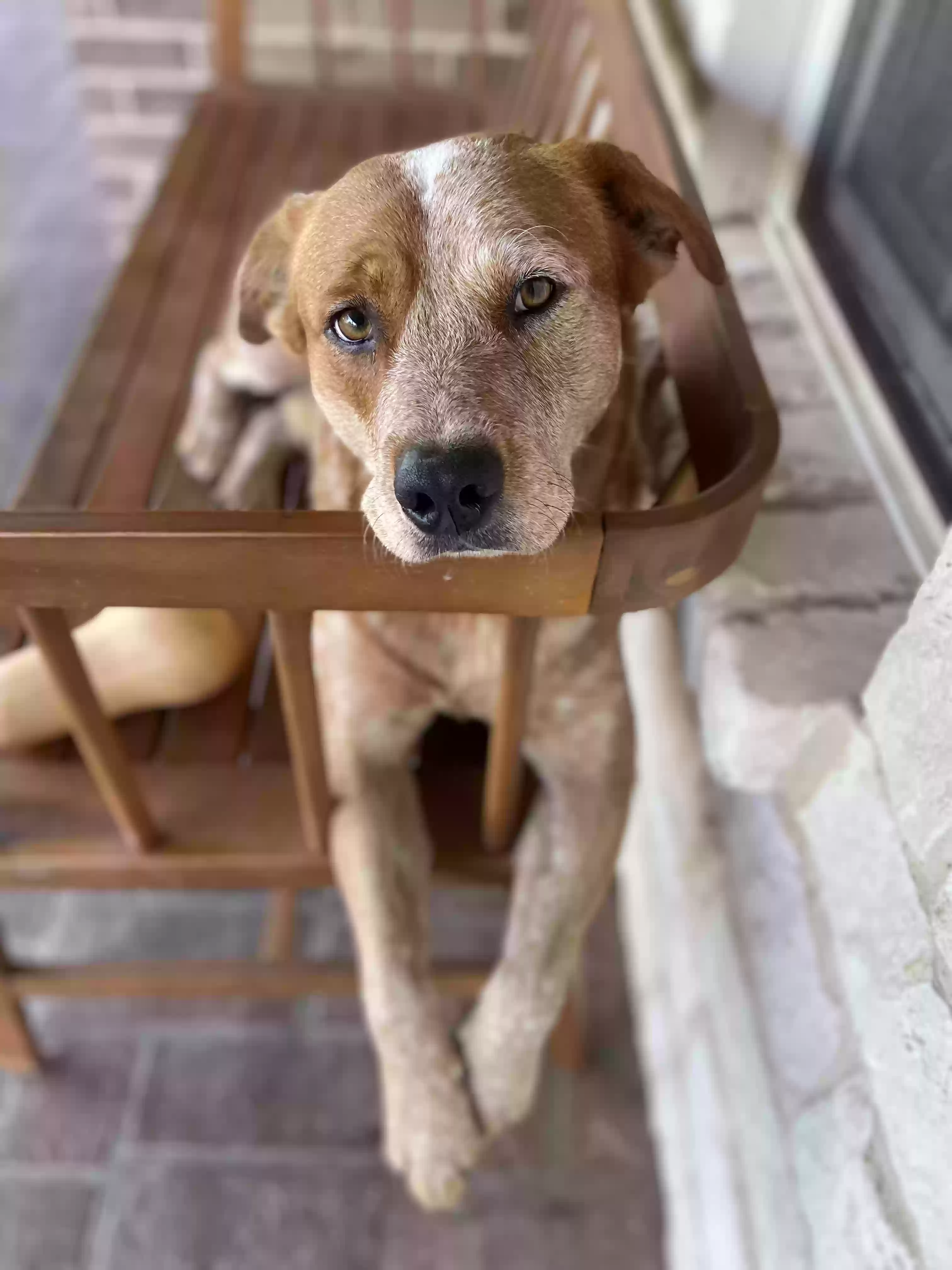 /lostandfound/images/lnfpets/original/180970_photo.webp