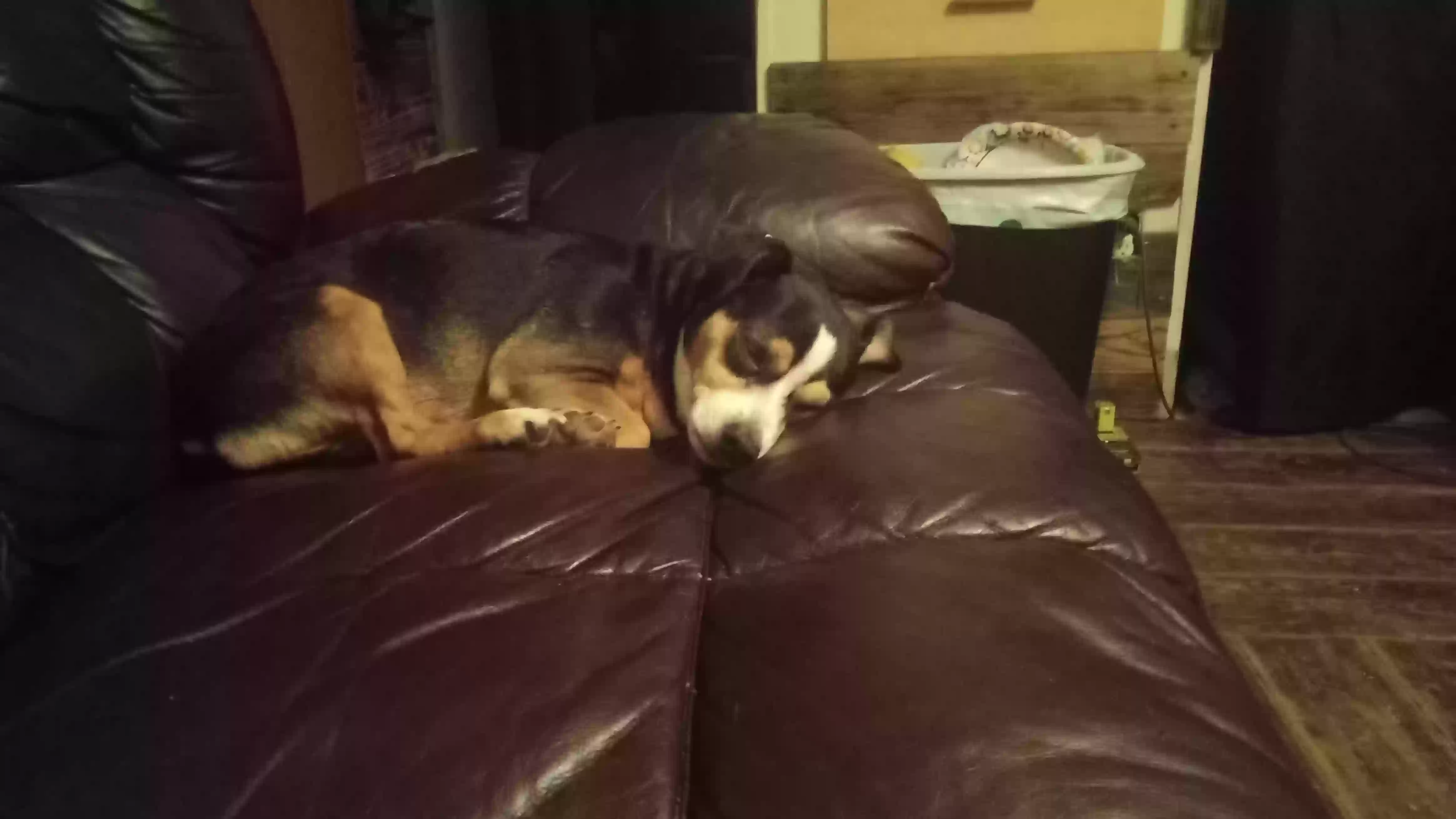 /lostandfound/images/lnfpets/original/181004_photo.webp