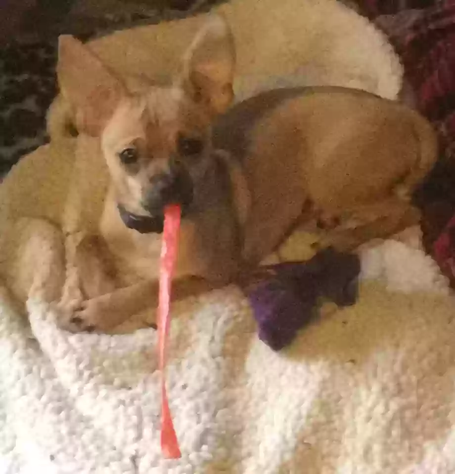/lostandfound/images/lnfpets/original/181024_photo.webp