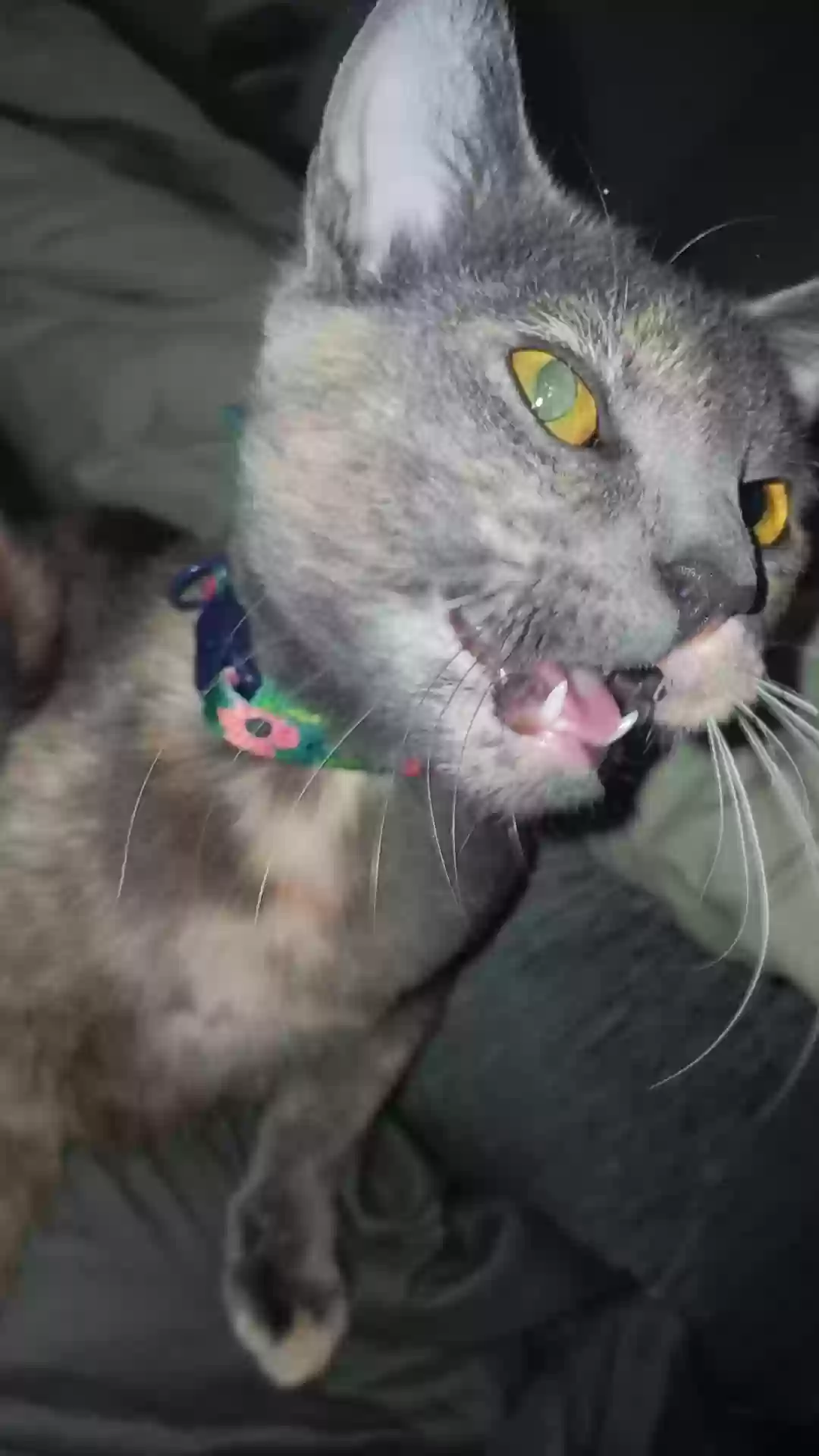 /lostandfound/images/lnfpets/original/181033_photo.webp