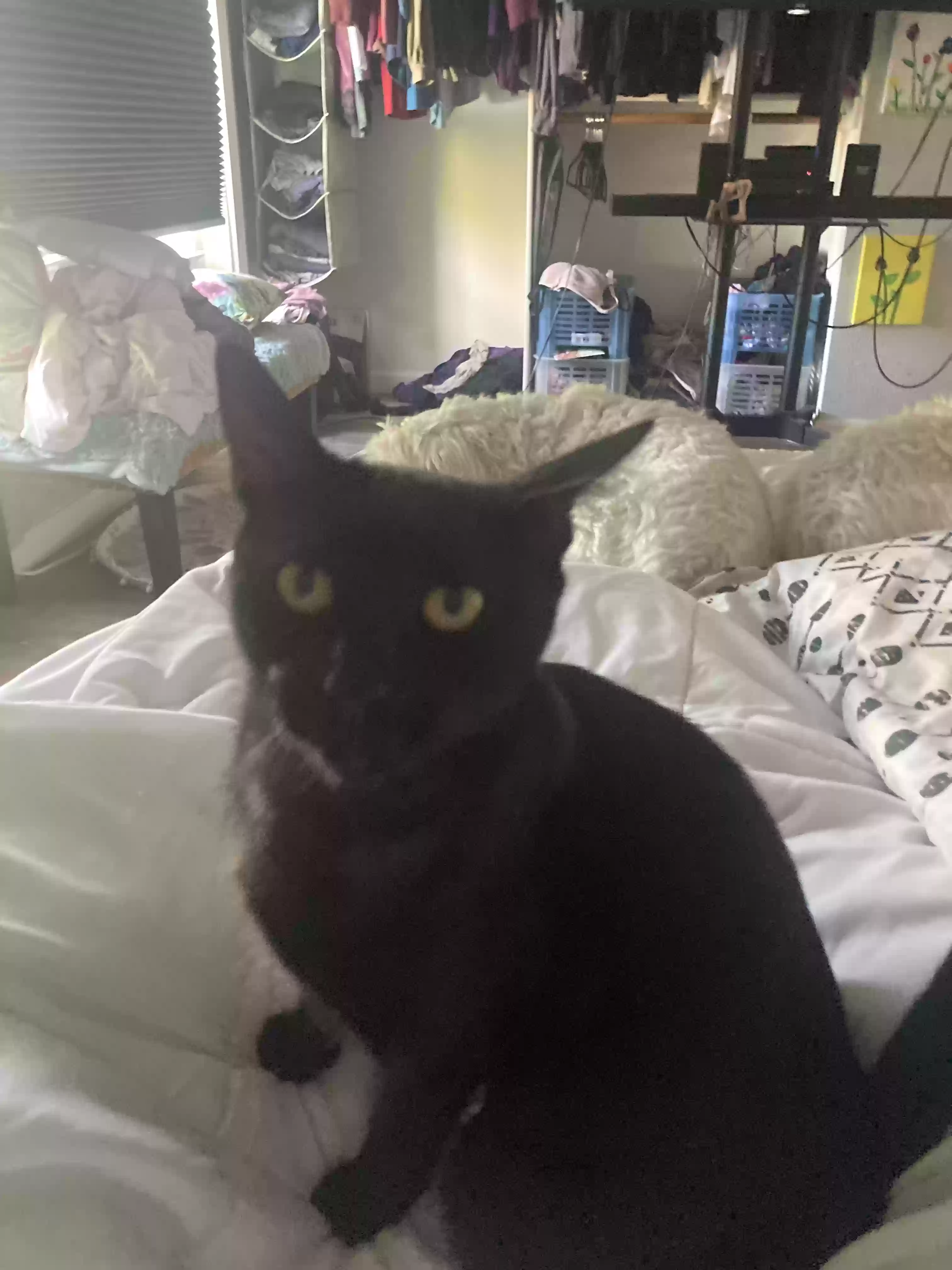 /lostandfound/images/lnfpets/original/181041_photo.webp