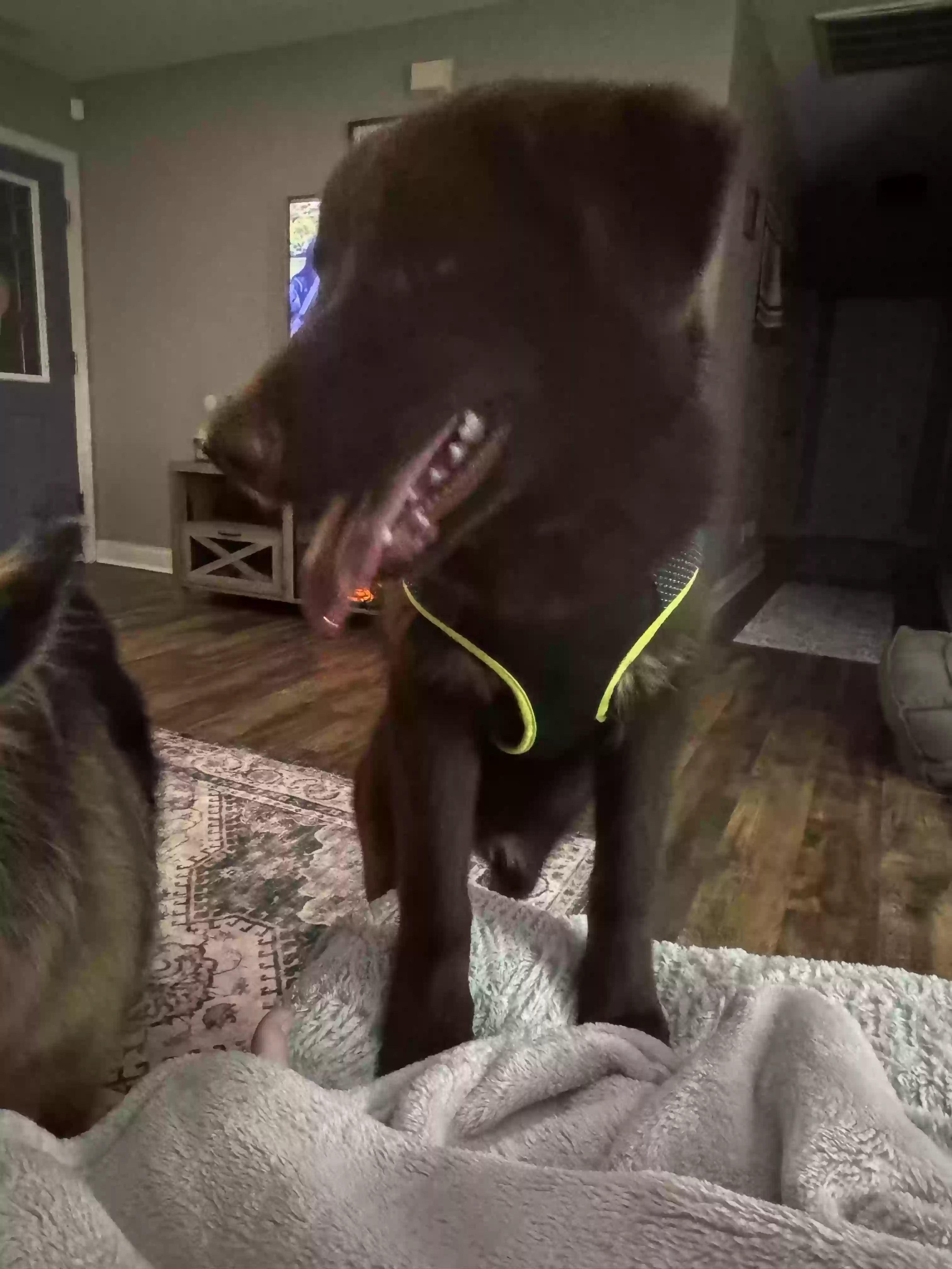 /lostandfound/images/lnfpets/original/181056_photo.webp