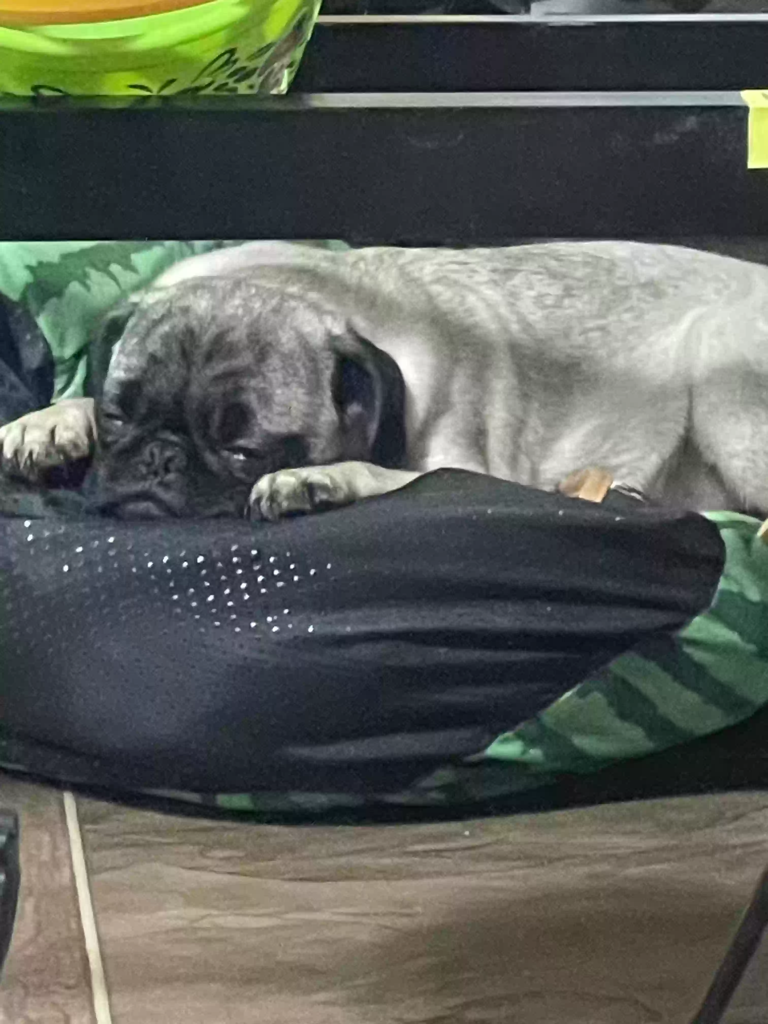/lostandfound/images/lnfpets/original/181058_photo.webp
