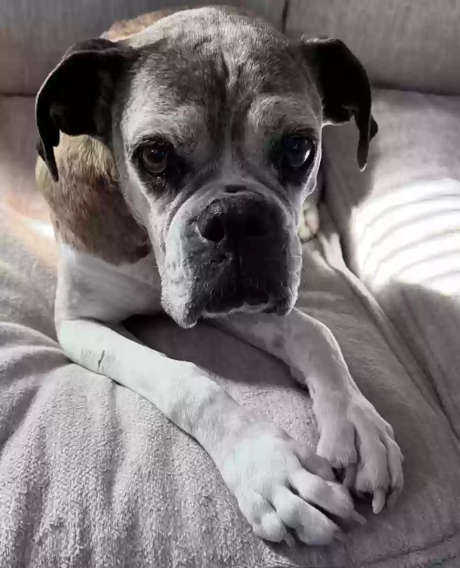 /lostandfound/images/lnfpets/original/181092_photo.webp