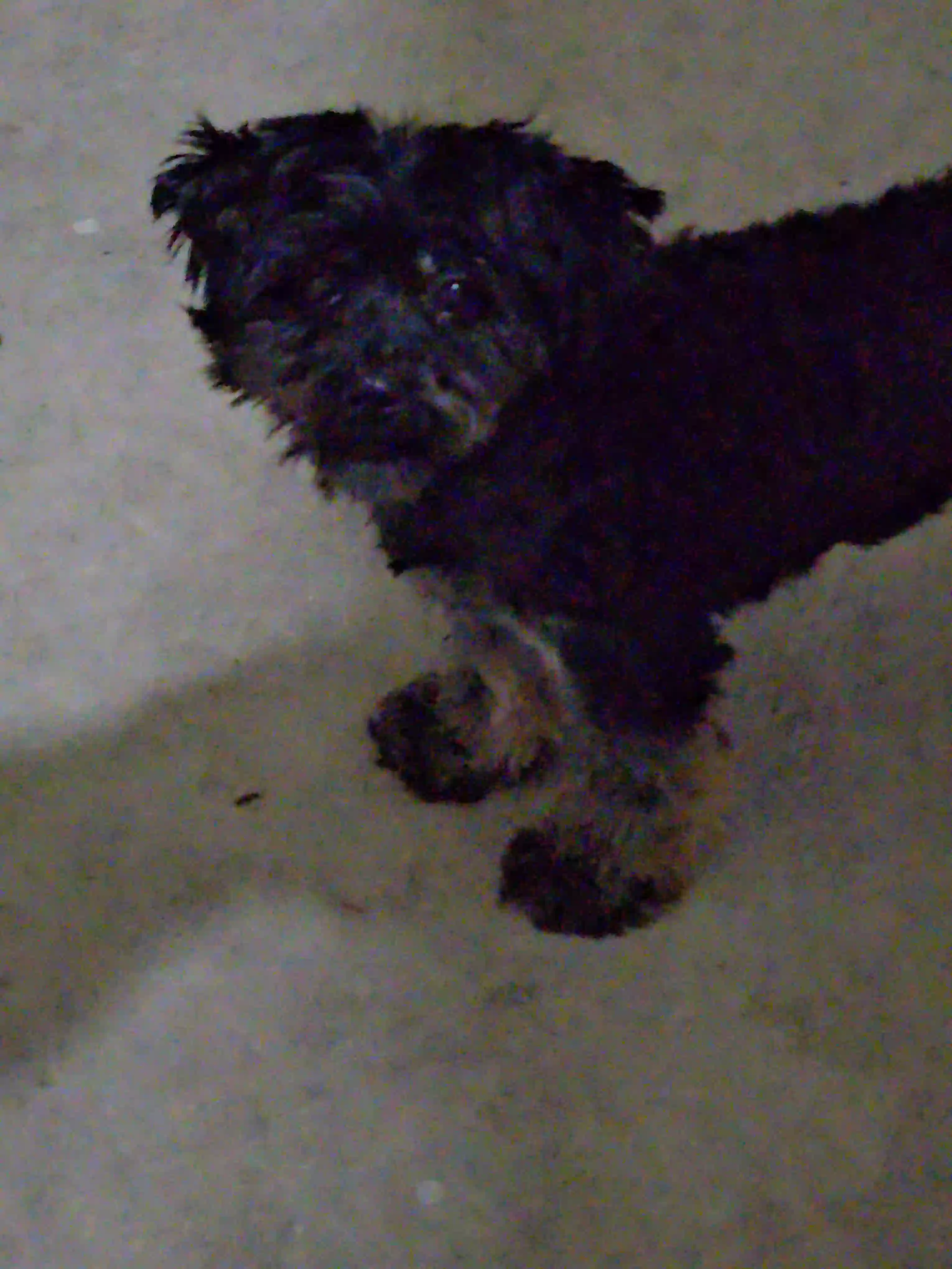 /lostandfound/images/lnfpets/original/181173_photo.webp
