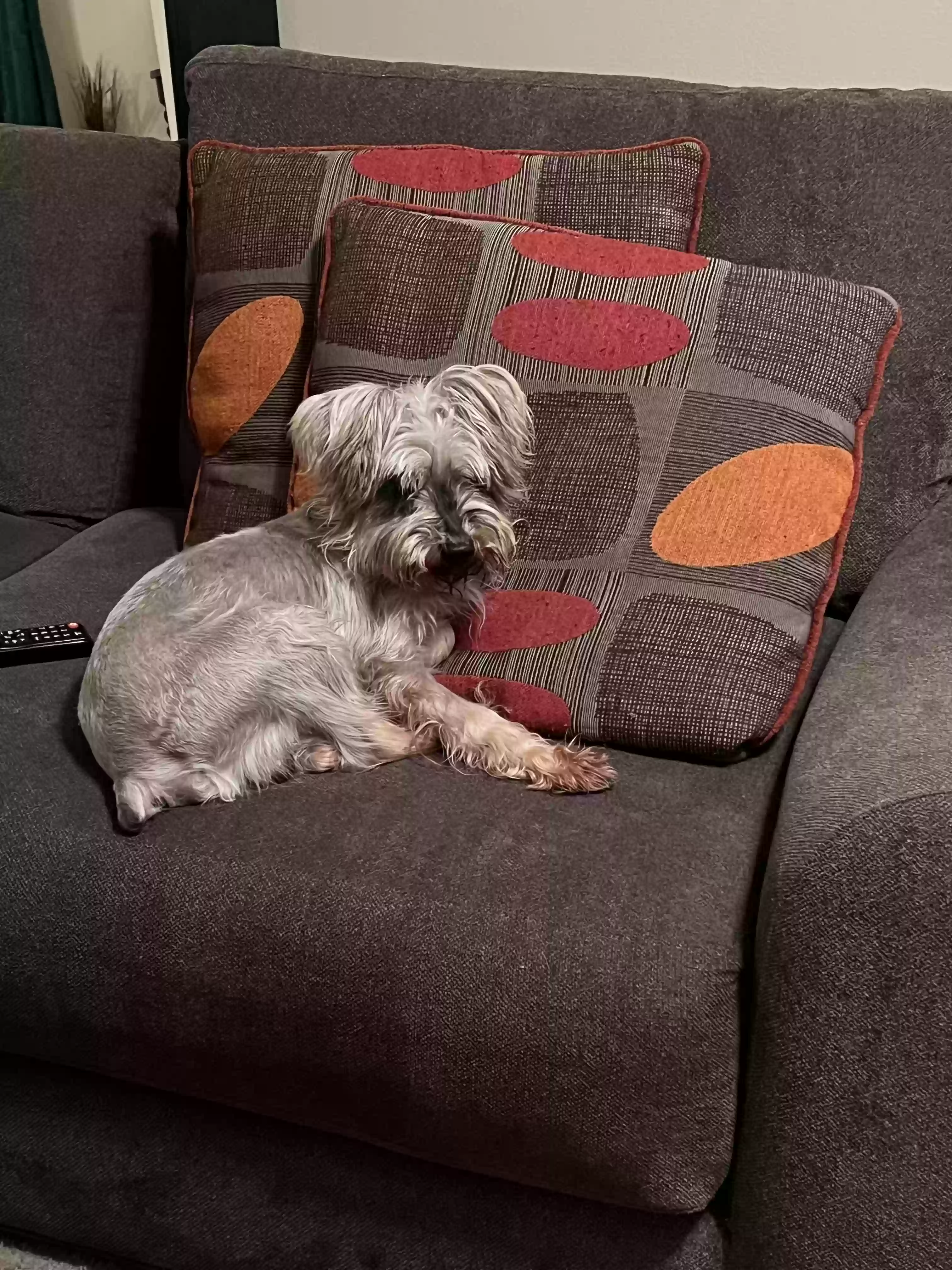 /lostandfound/images/lnfpets/original/181236_photo.webp