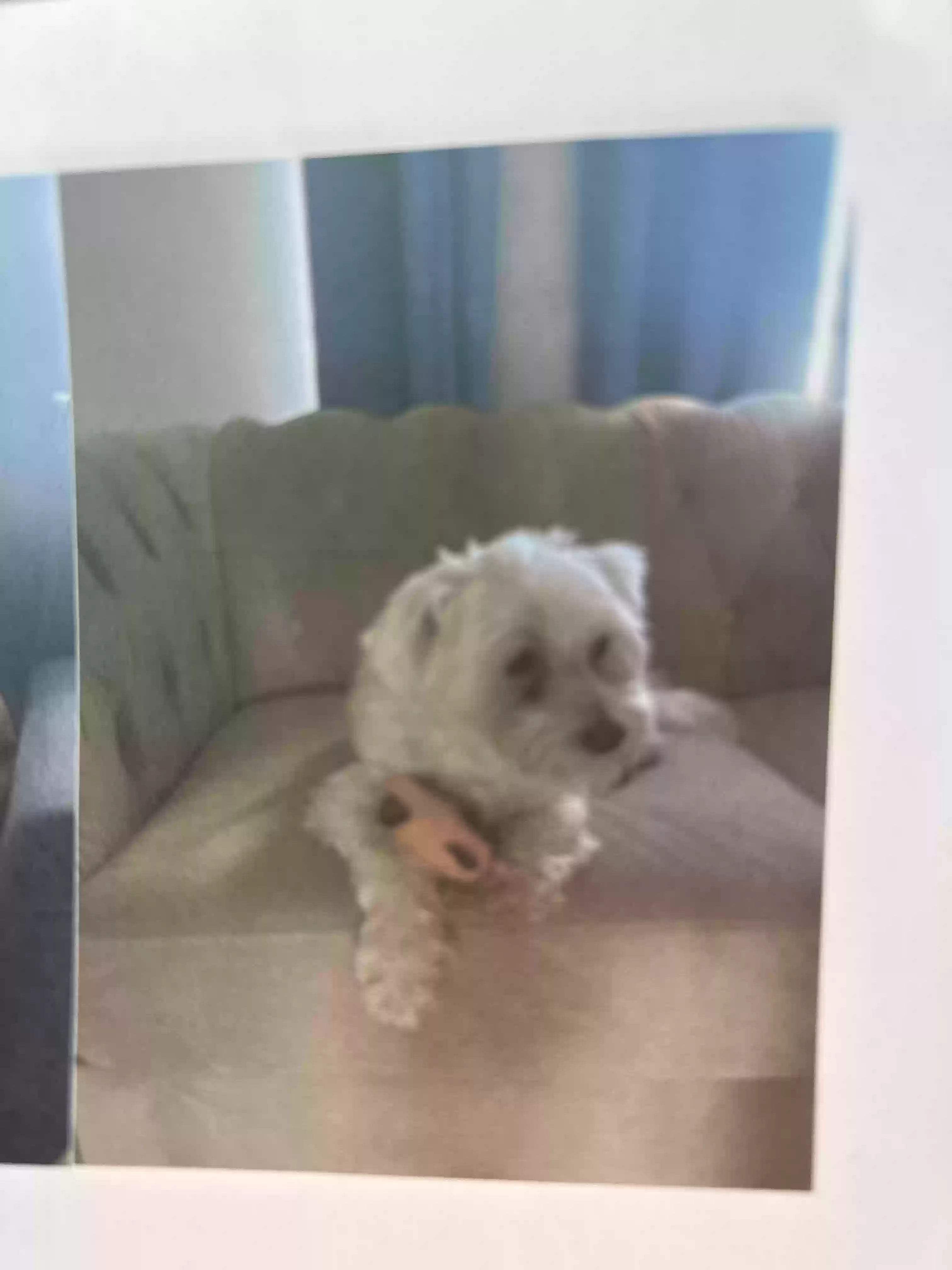 /lostandfound/images/lnfpets/original/181253_photo.webp