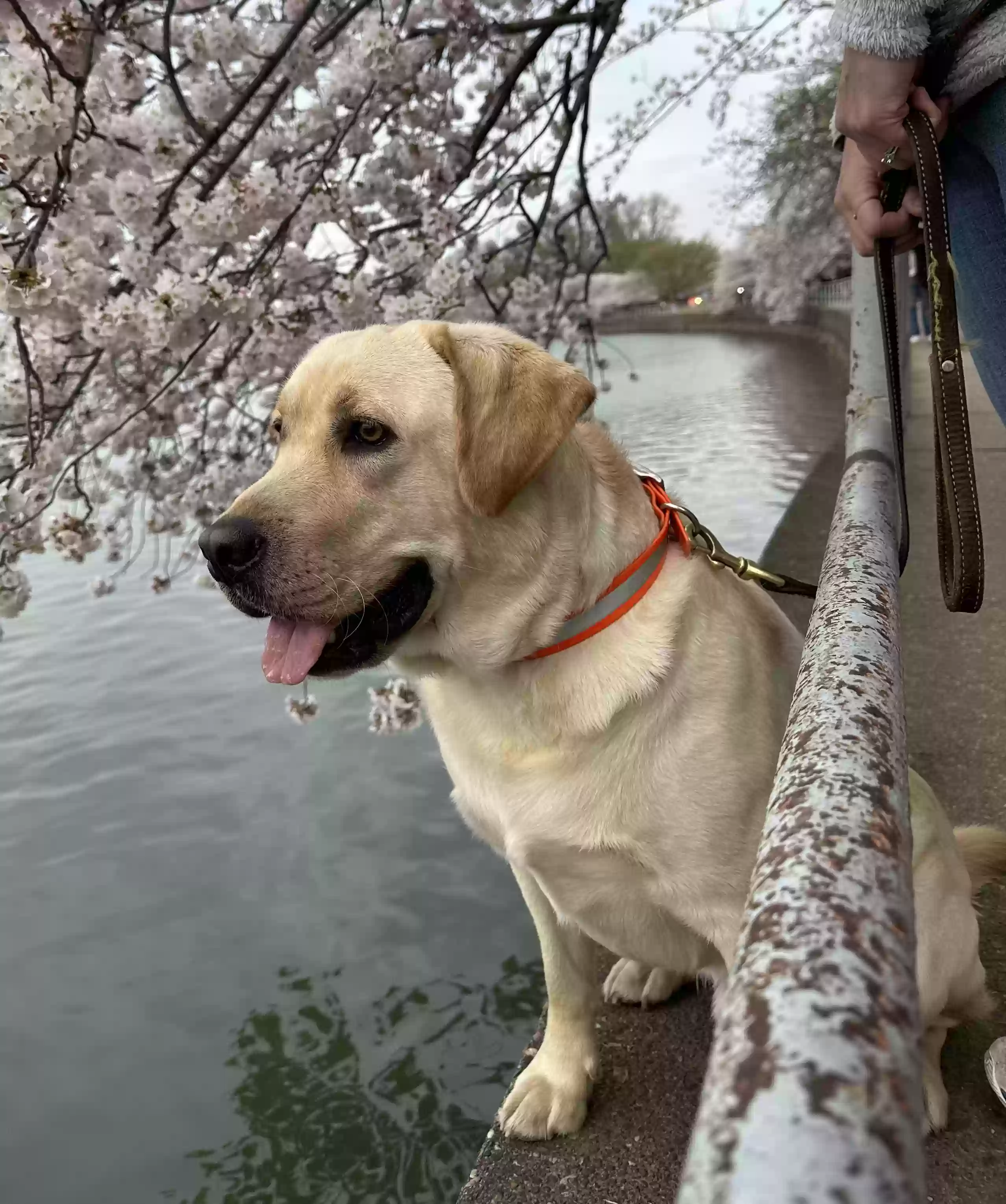 /lostandfound/images/lnfpets/original/181297_photo.webp