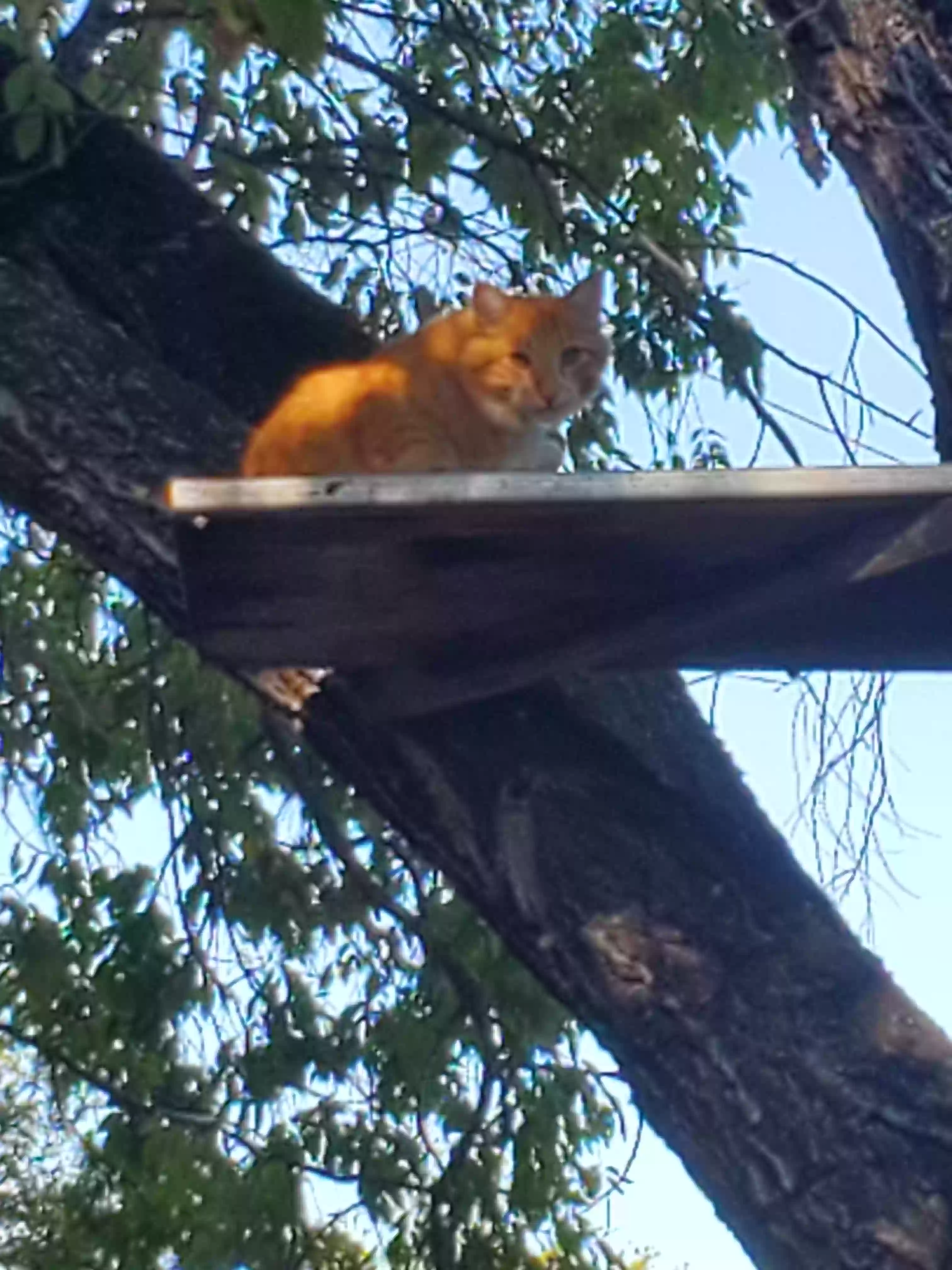 /lostandfound/images/lnfpets/original/181331_photo.webp