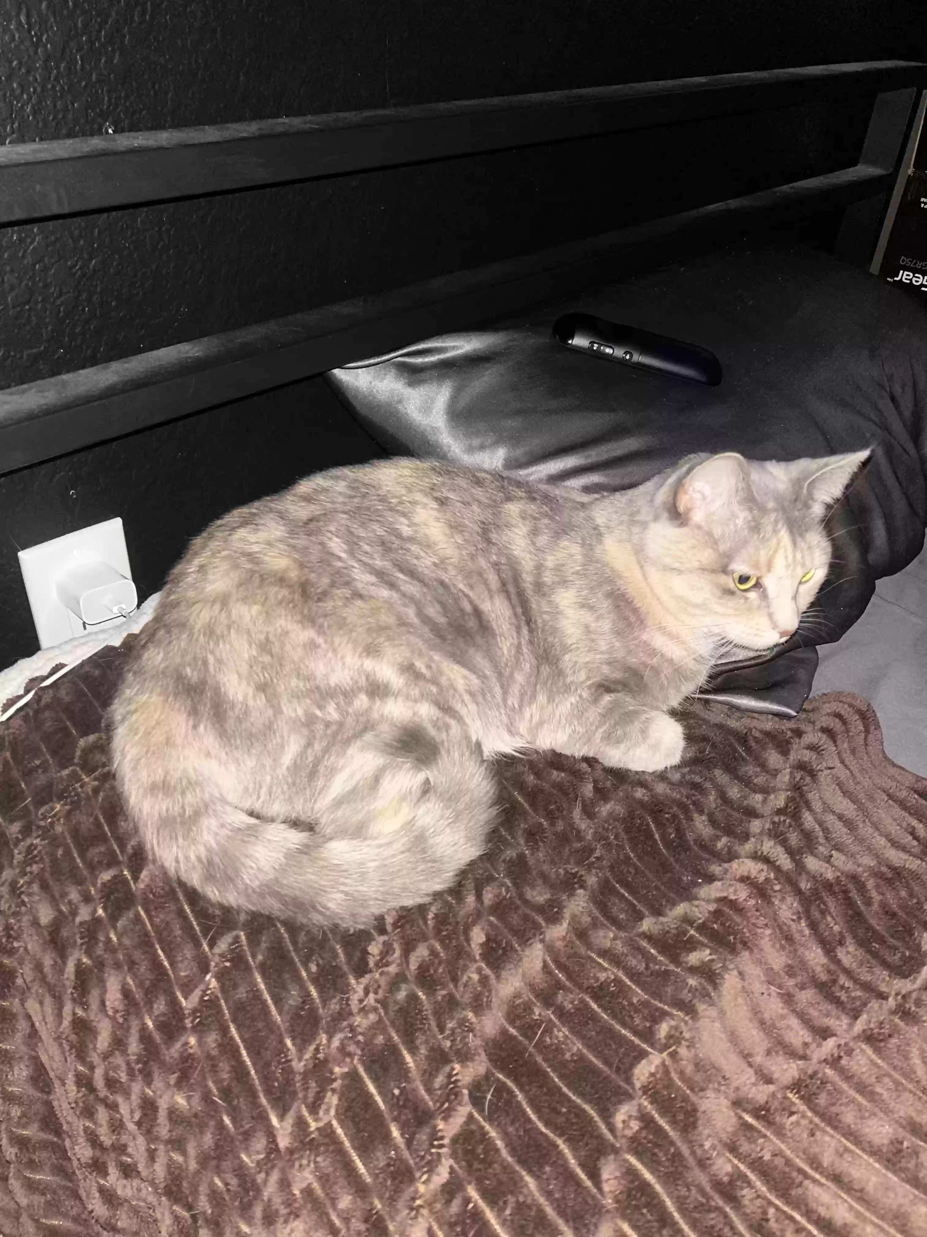 /lostandfound/images/lnfpets/original/181336_photo.webp
