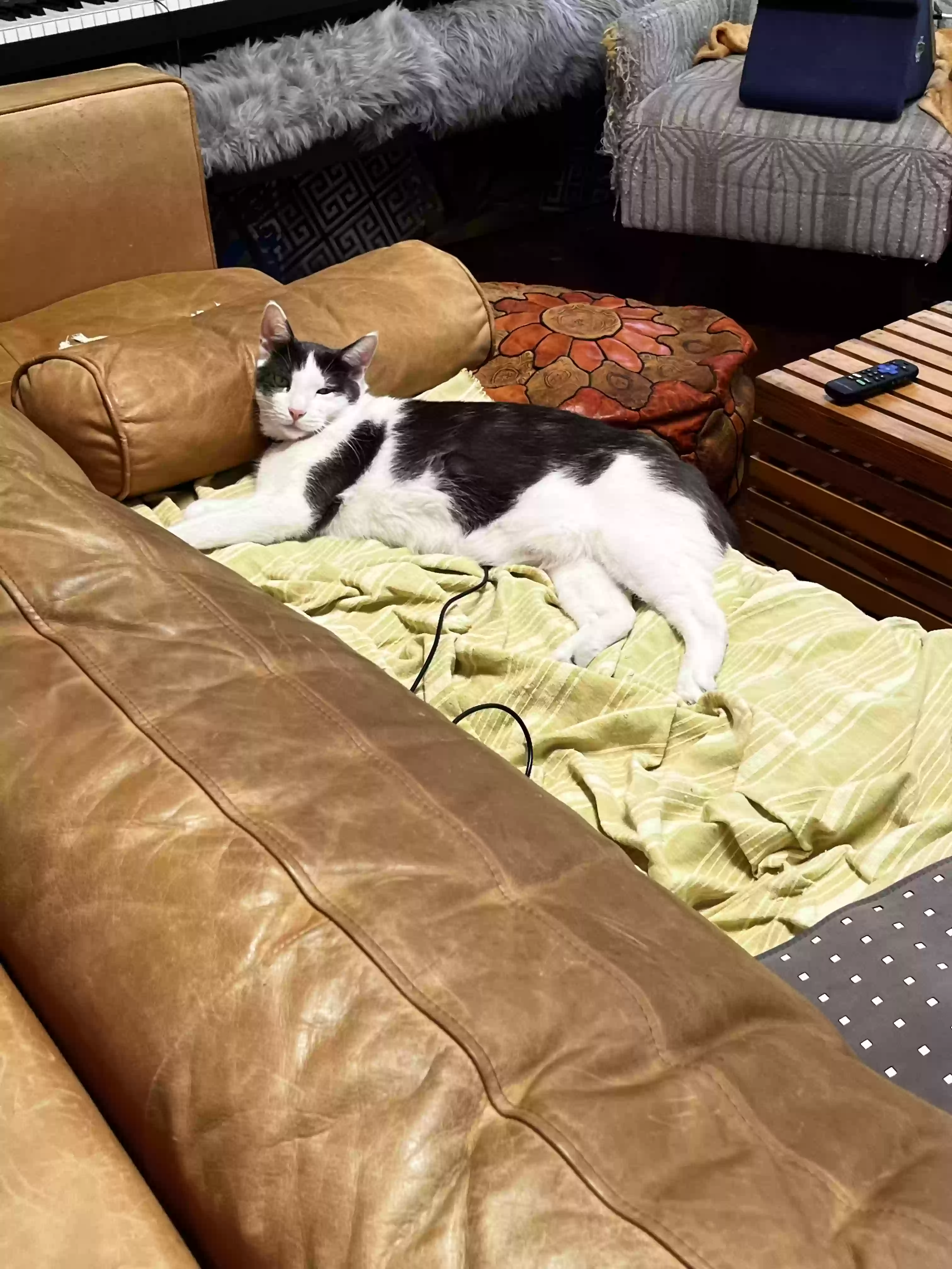 /lostandfound/images/lnfpets/original/181364_photo.webp