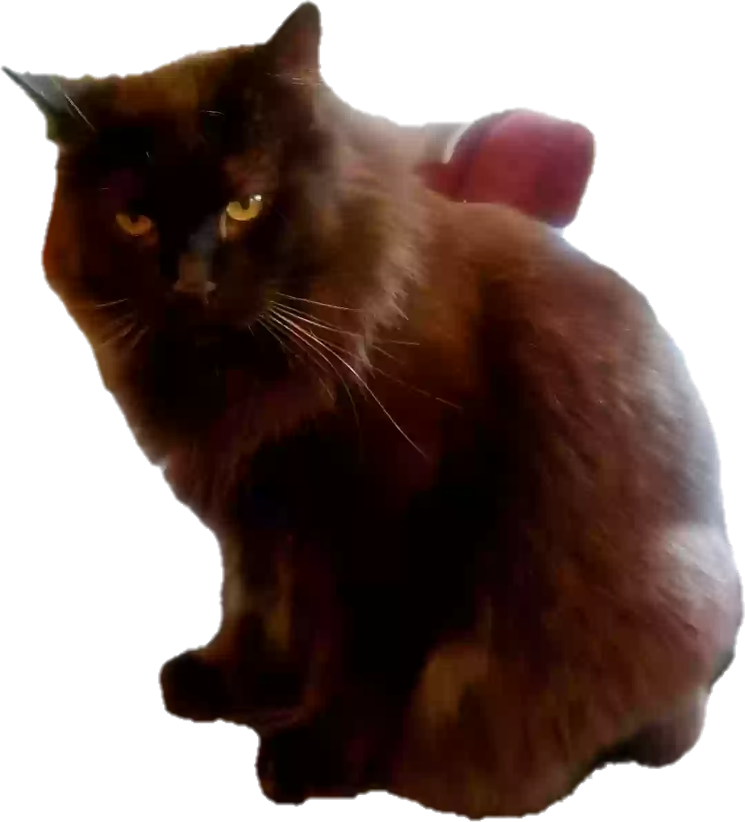 /lostandfound/images/lnfpets/original/181509_7828_Clipped_image_20241129_132338.webp