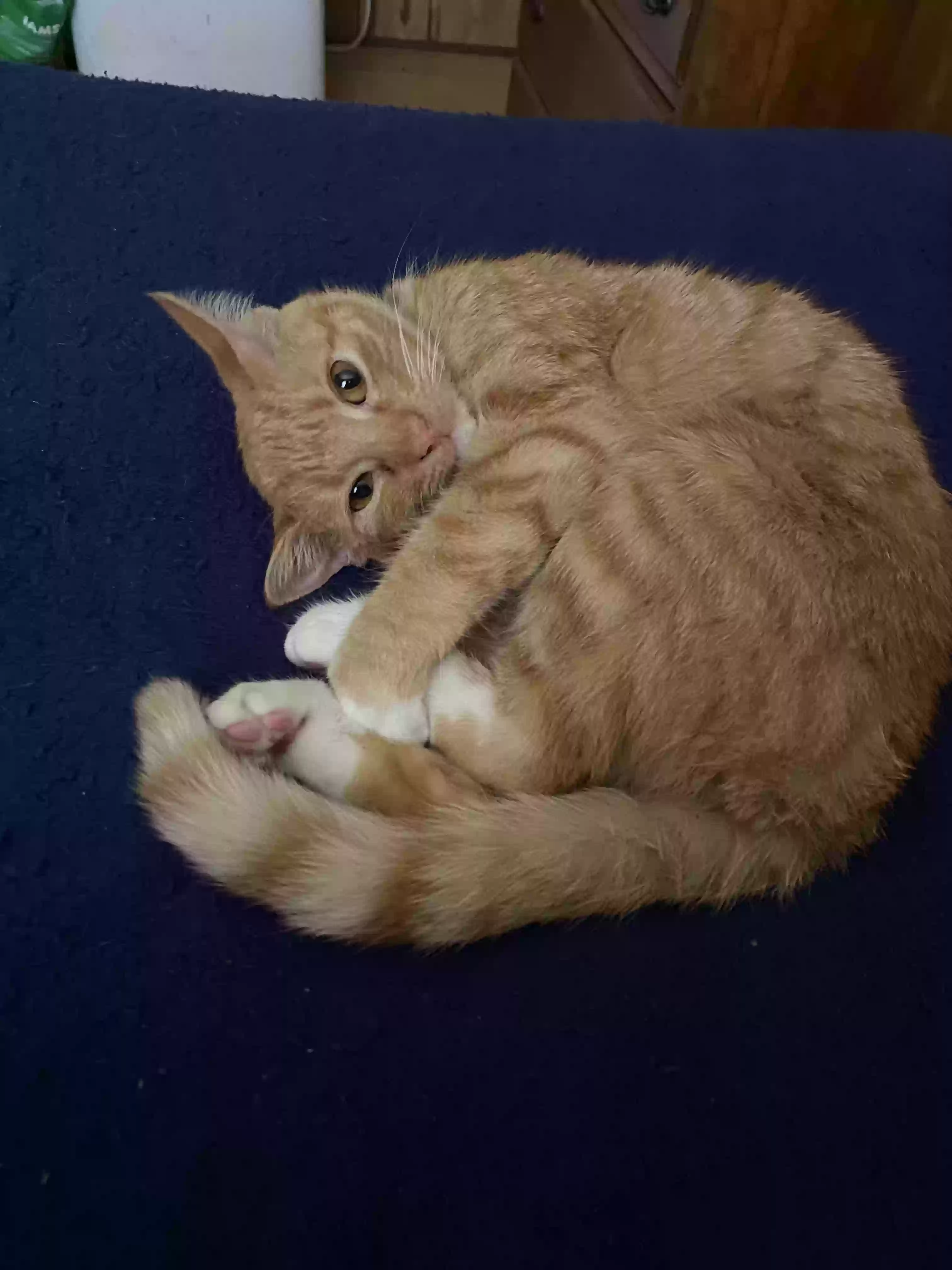/lostandfound/images/lnfpets/original/181521_photo.webp