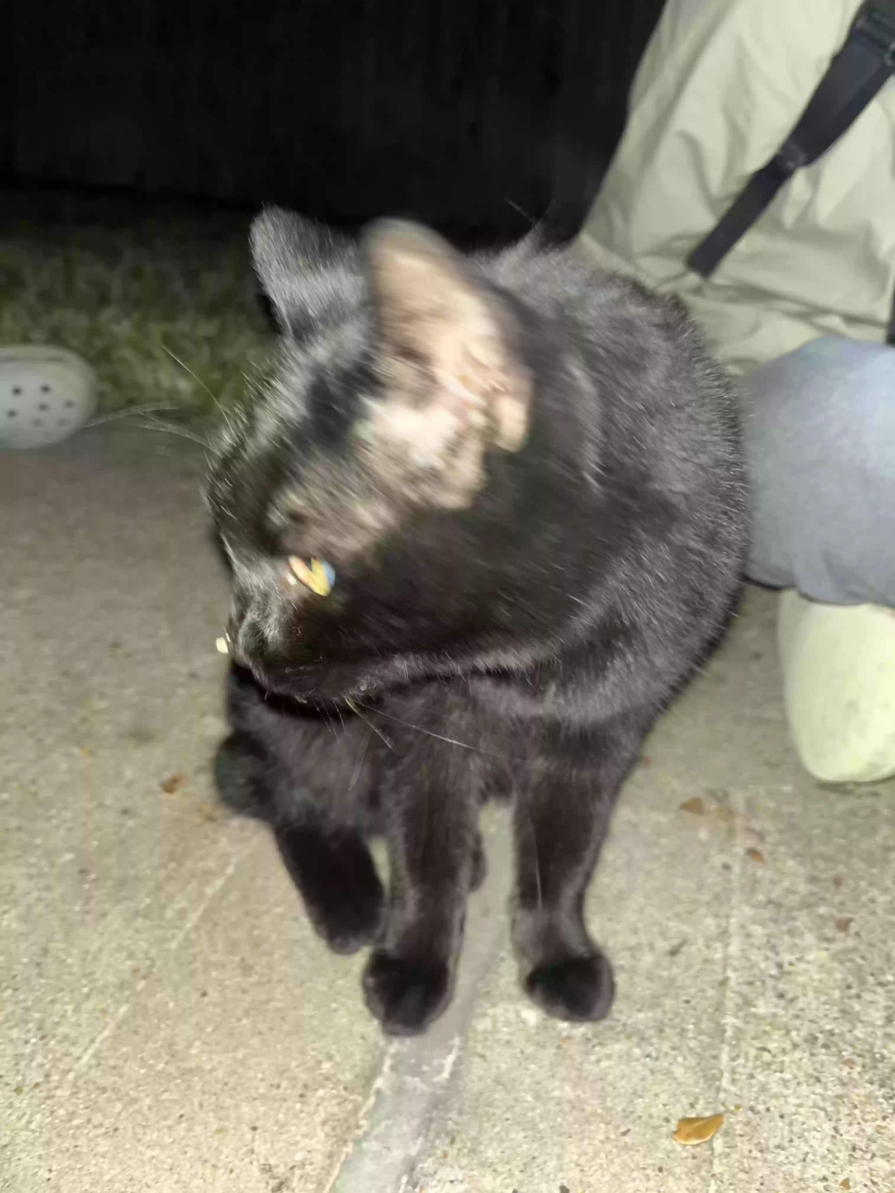 /lostandfound/images/lnfpets/original/181531_photo.webp
