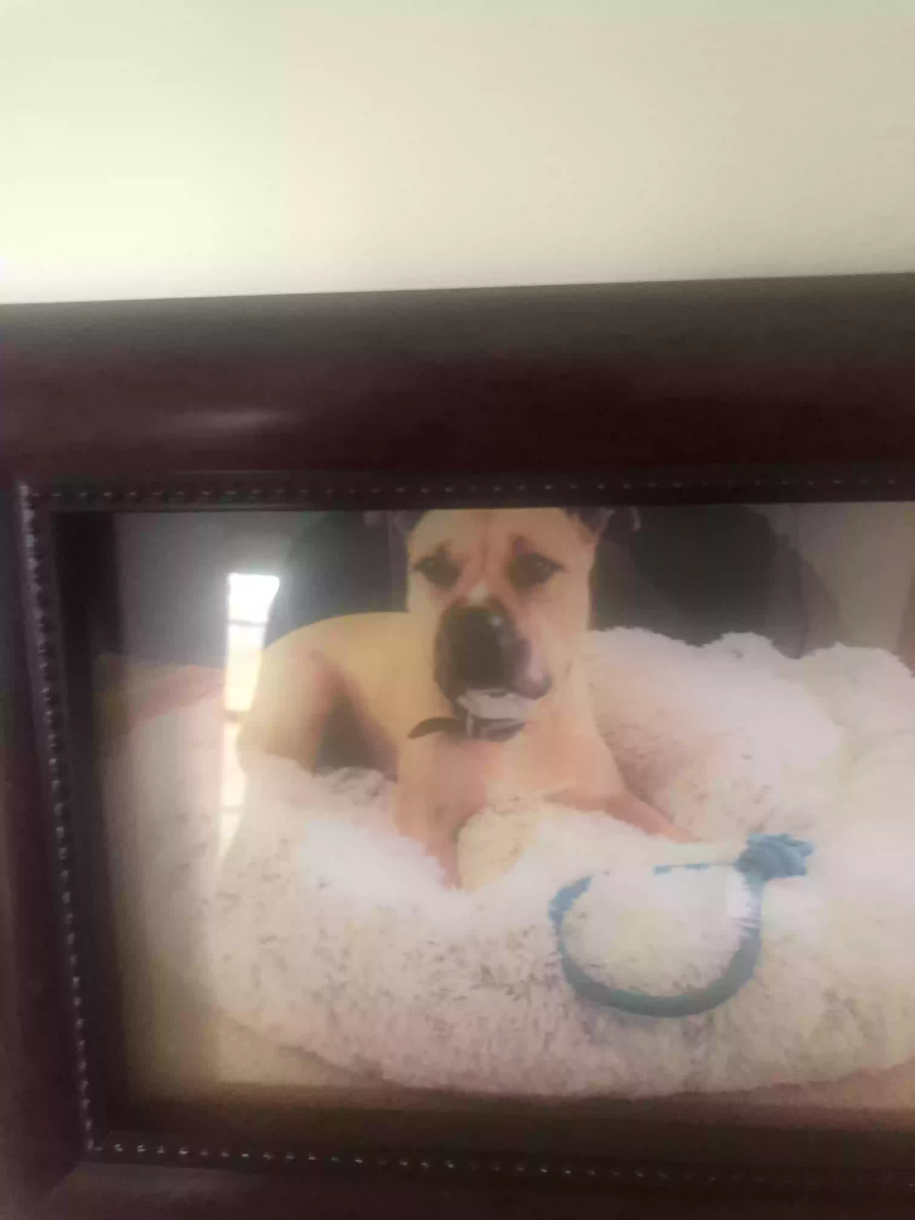 /lostandfound/images/lnfpets/original/181550_photo.webp