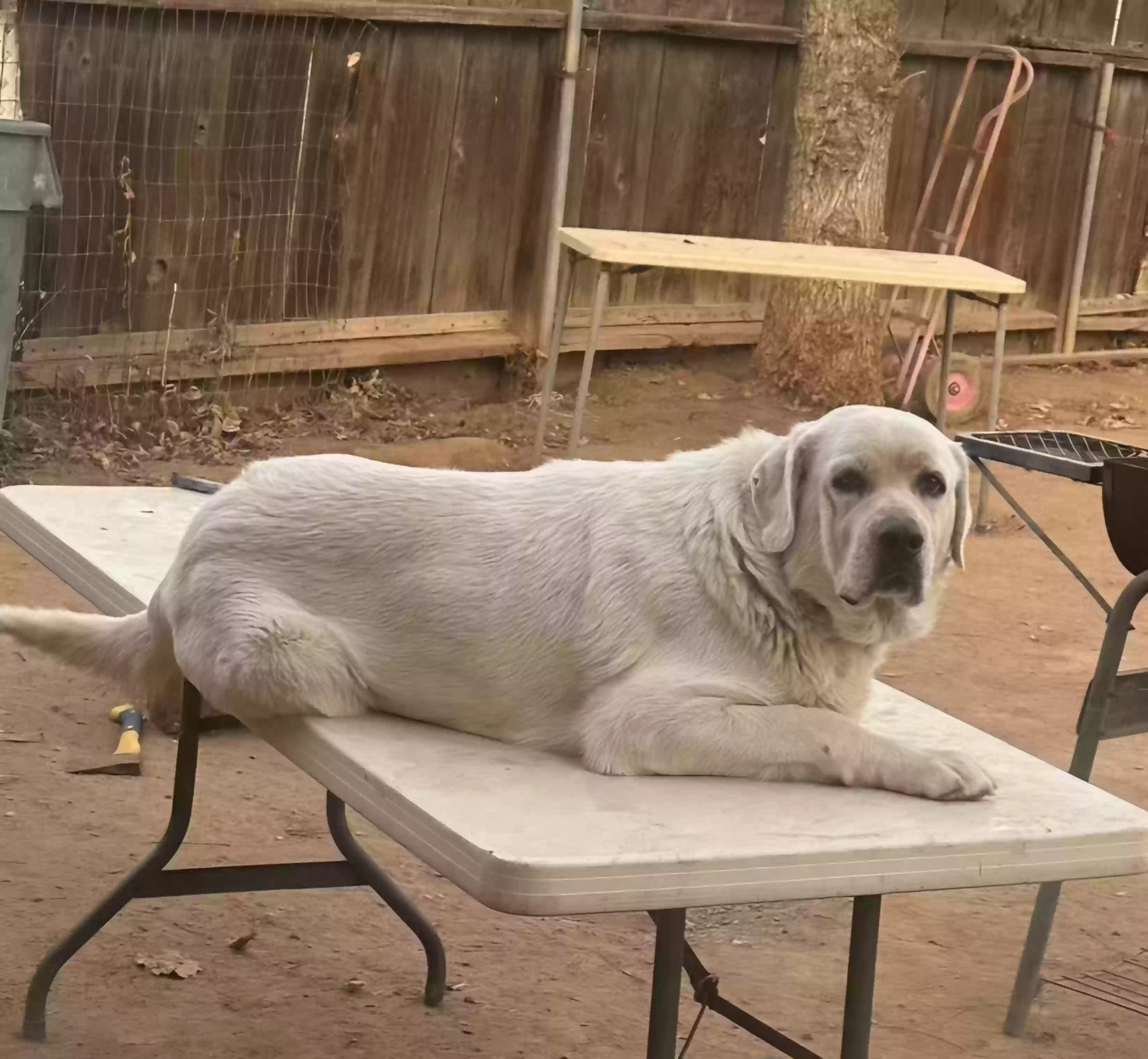 /lostandfound/images/lnfpets/original/181581_photo.webp