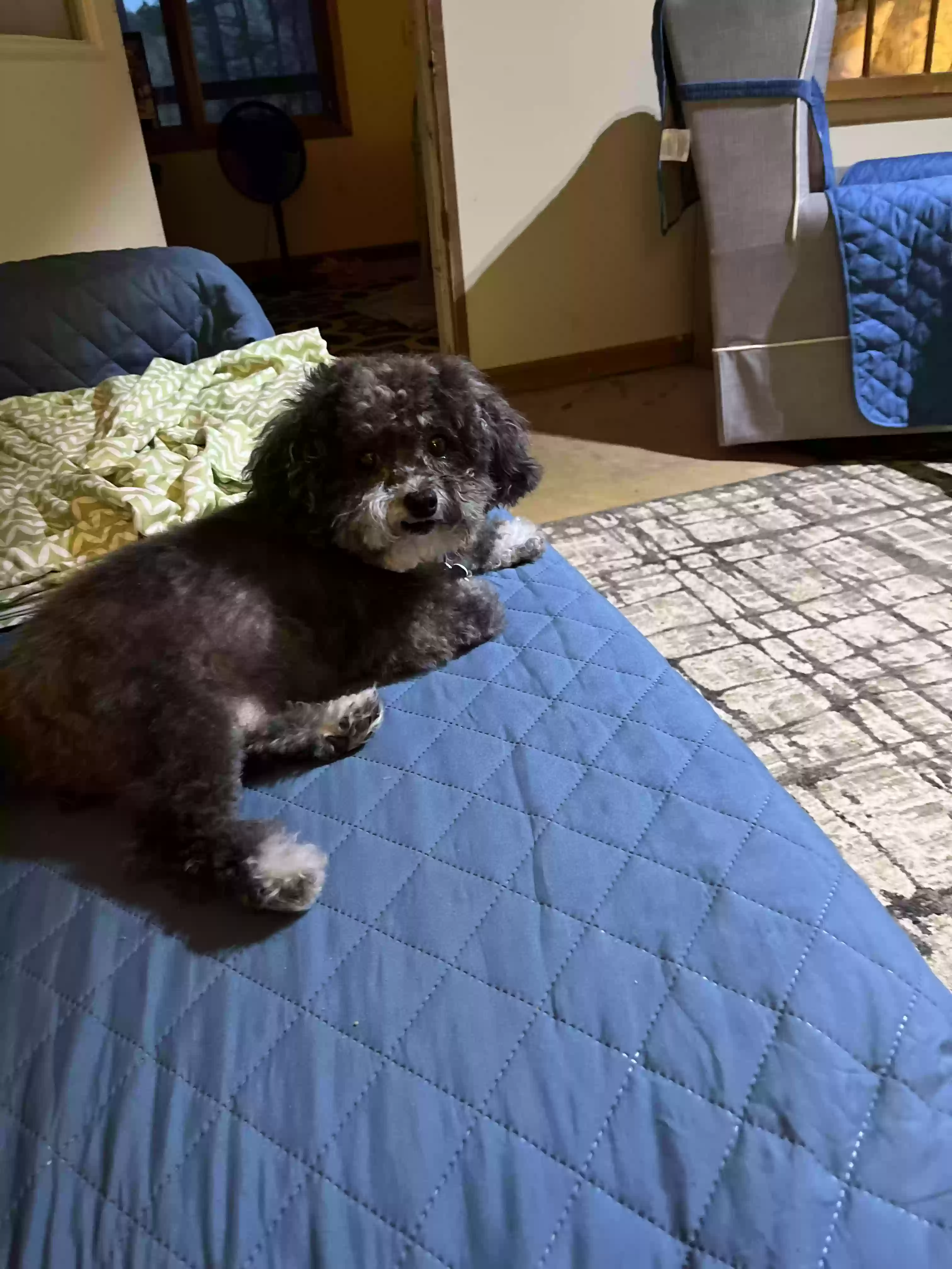 /lostandfound/images/lnfpets/original/181609_photo.webp