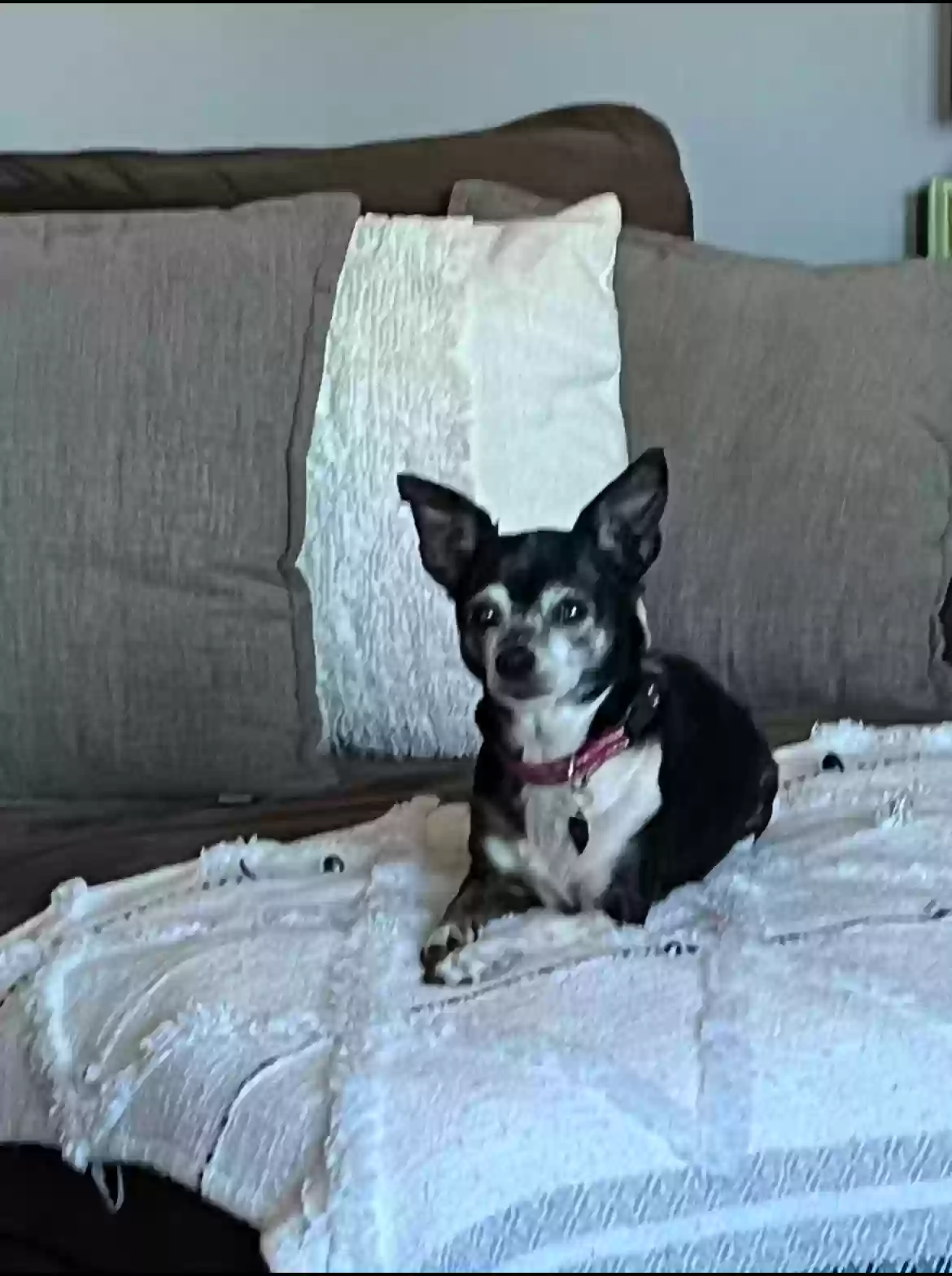 /lostandfound/images/lnfpets/original/181645_photo.webp