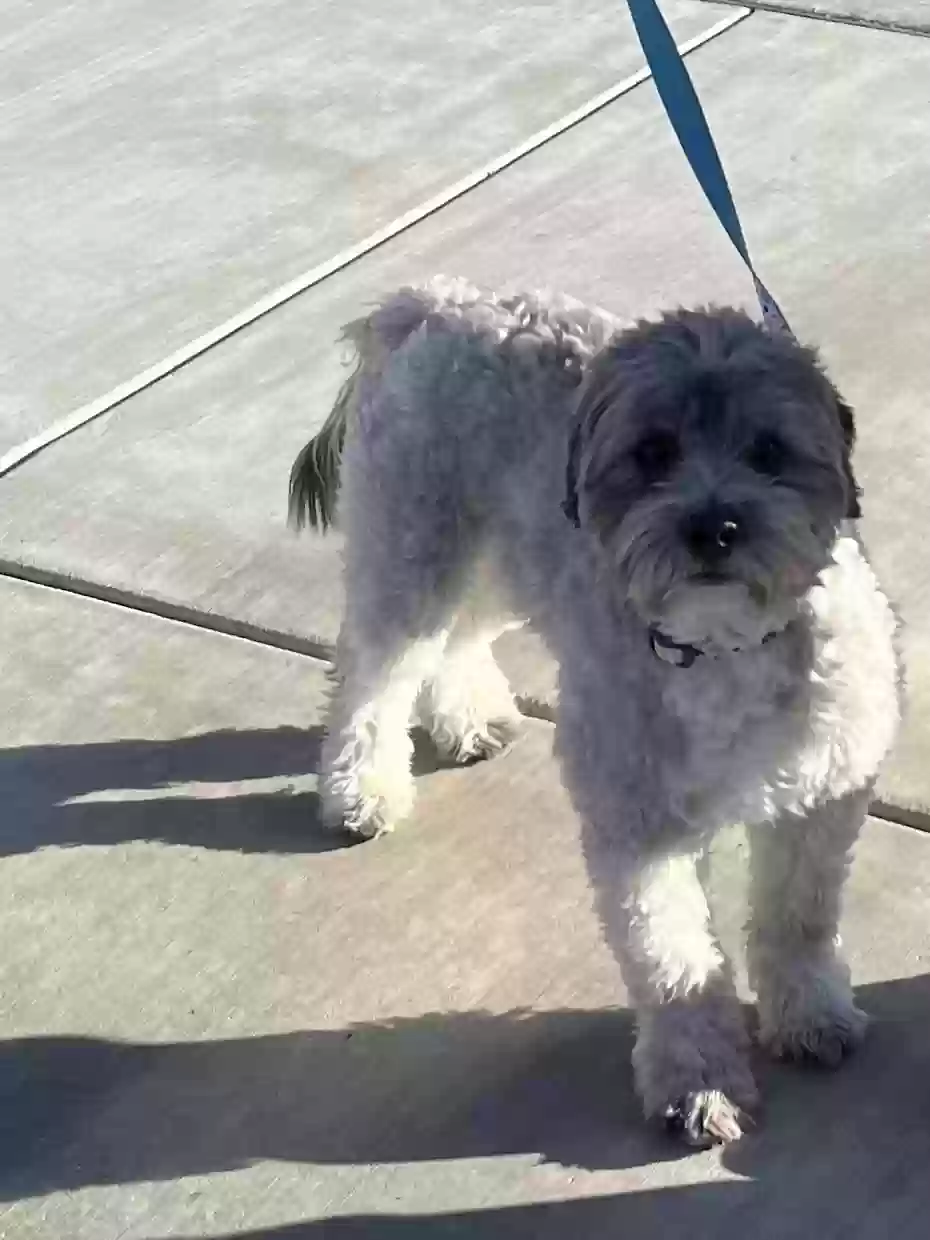 /lostandfound/images/lnfpets/original/181646_photo.webp