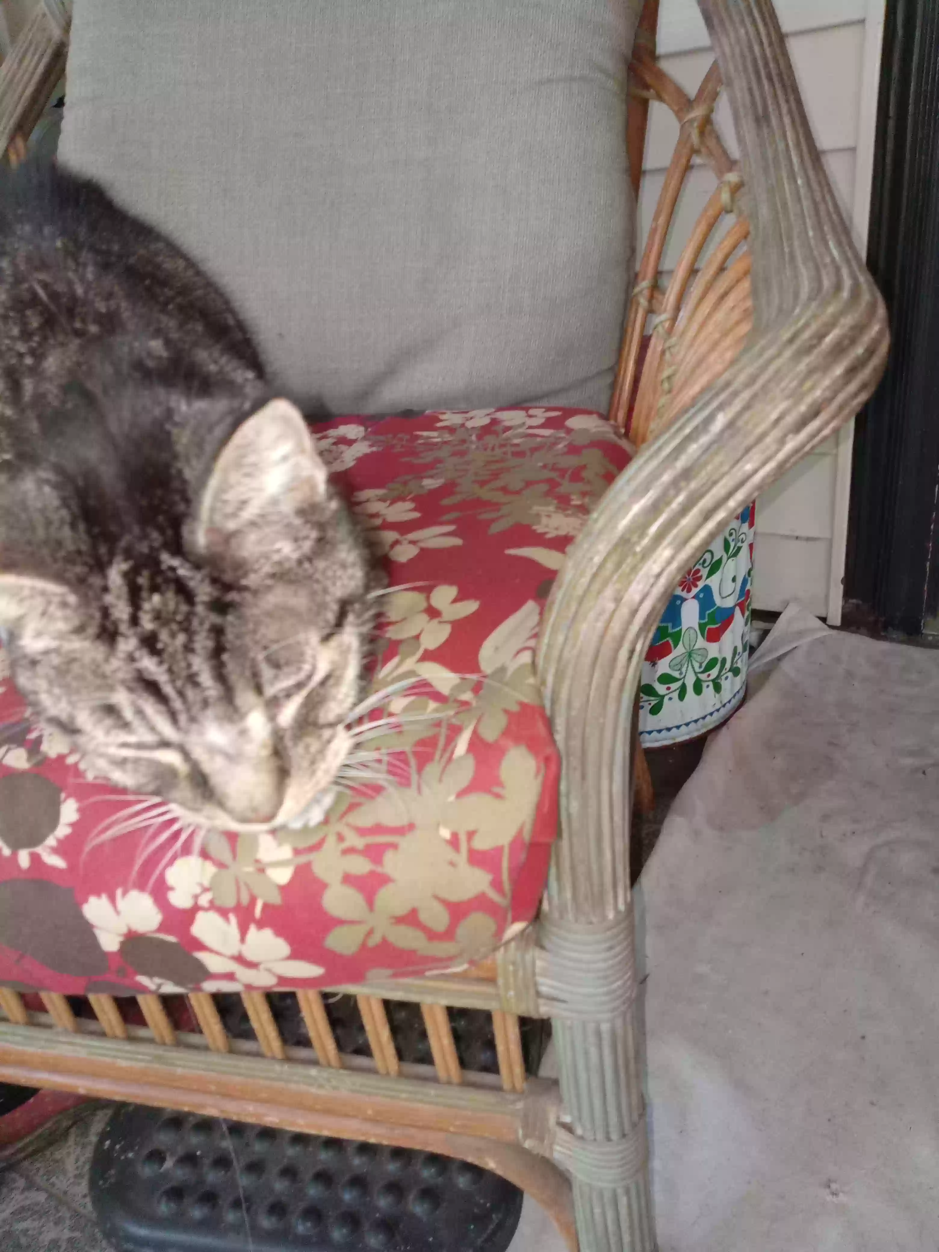 /lostandfound/images/lnfpets/original/181656_photo.webp