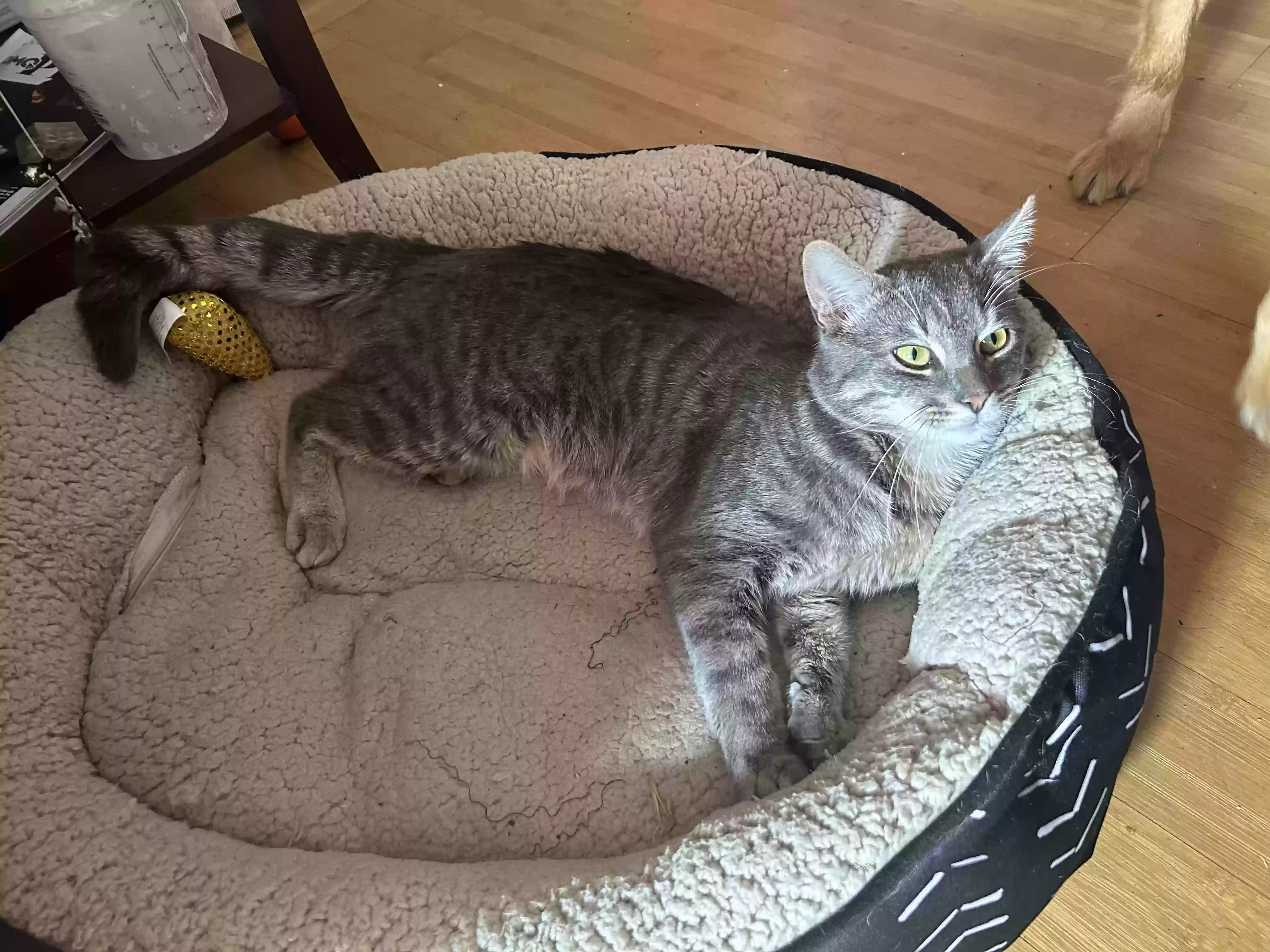 /lostandfound/images/lnfpets/original/181667_photo.webp