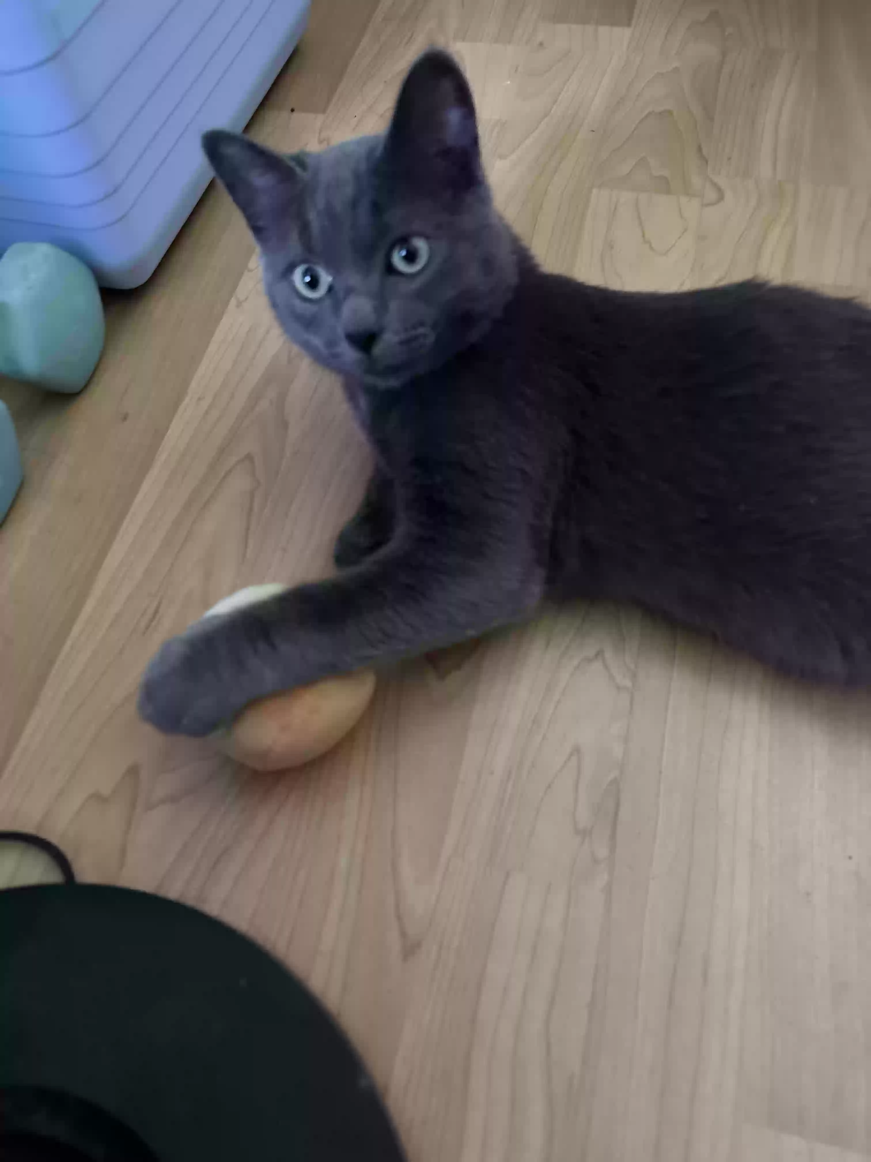 /lostandfound/images/lnfpets/original/181716_photo.webp