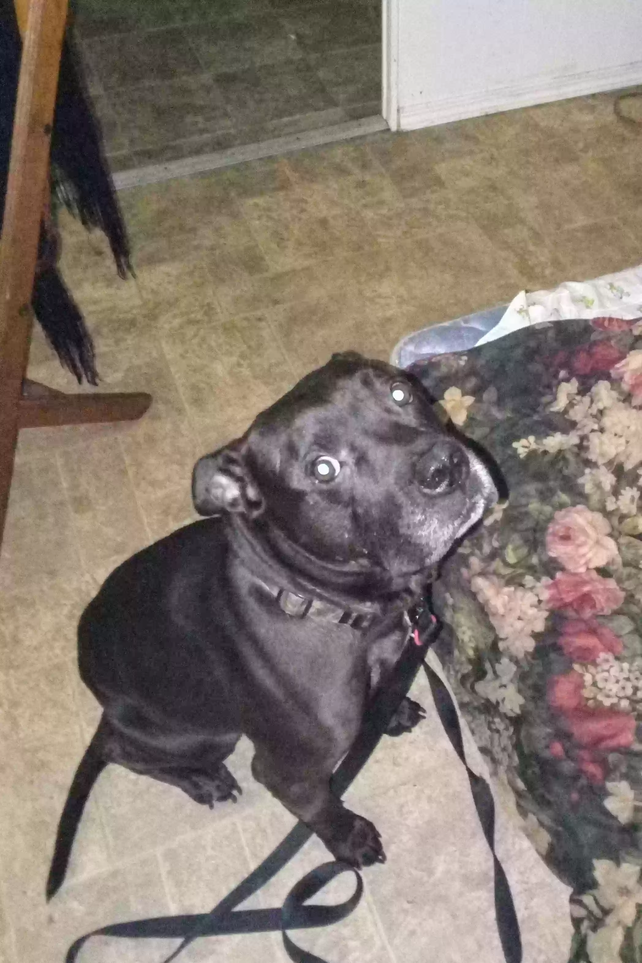 /lostandfound/images/lnfpets/original/181725_photo.webp