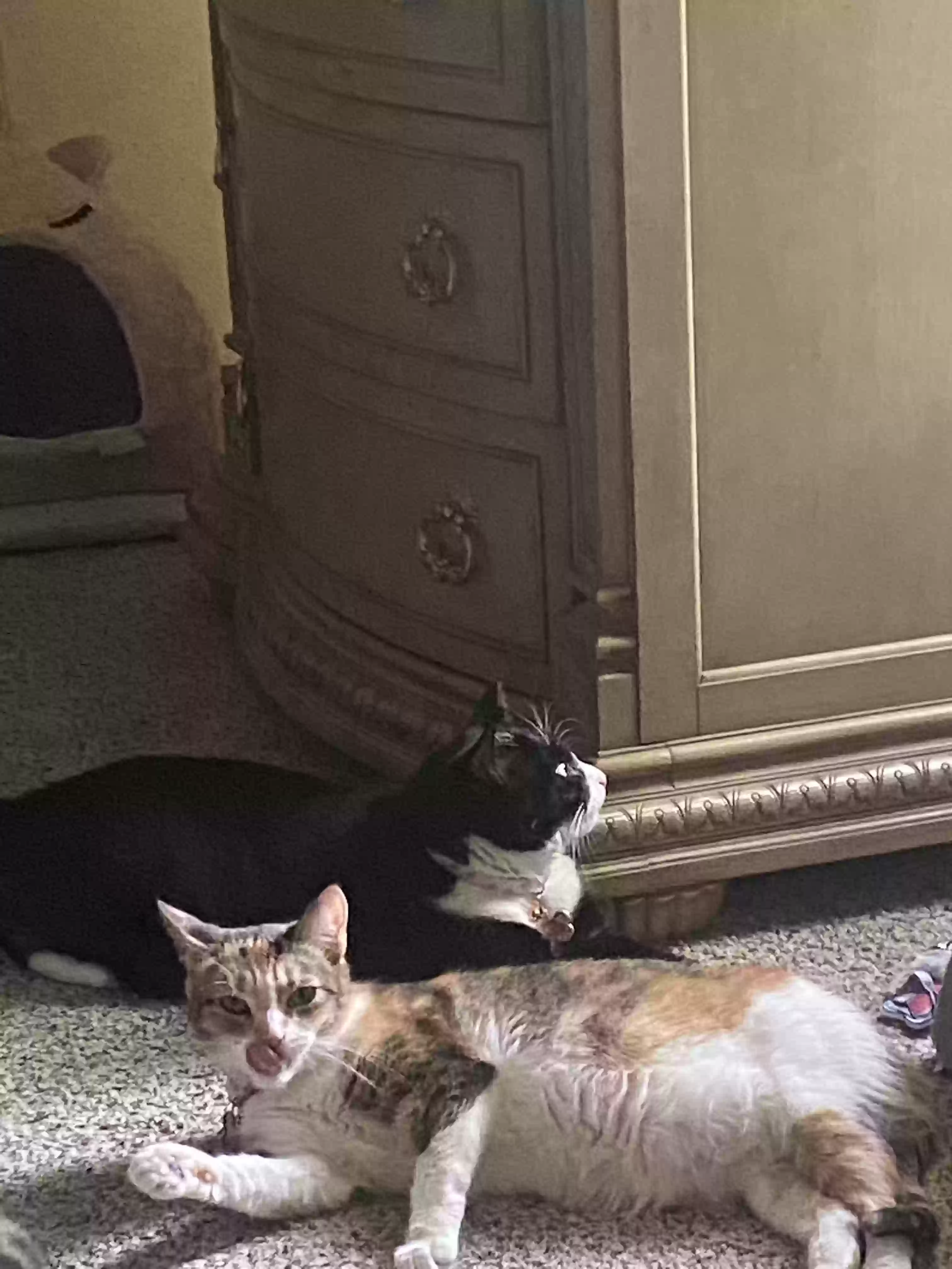 /lostandfound/images/lnfpets/original/181727_photo.webp
