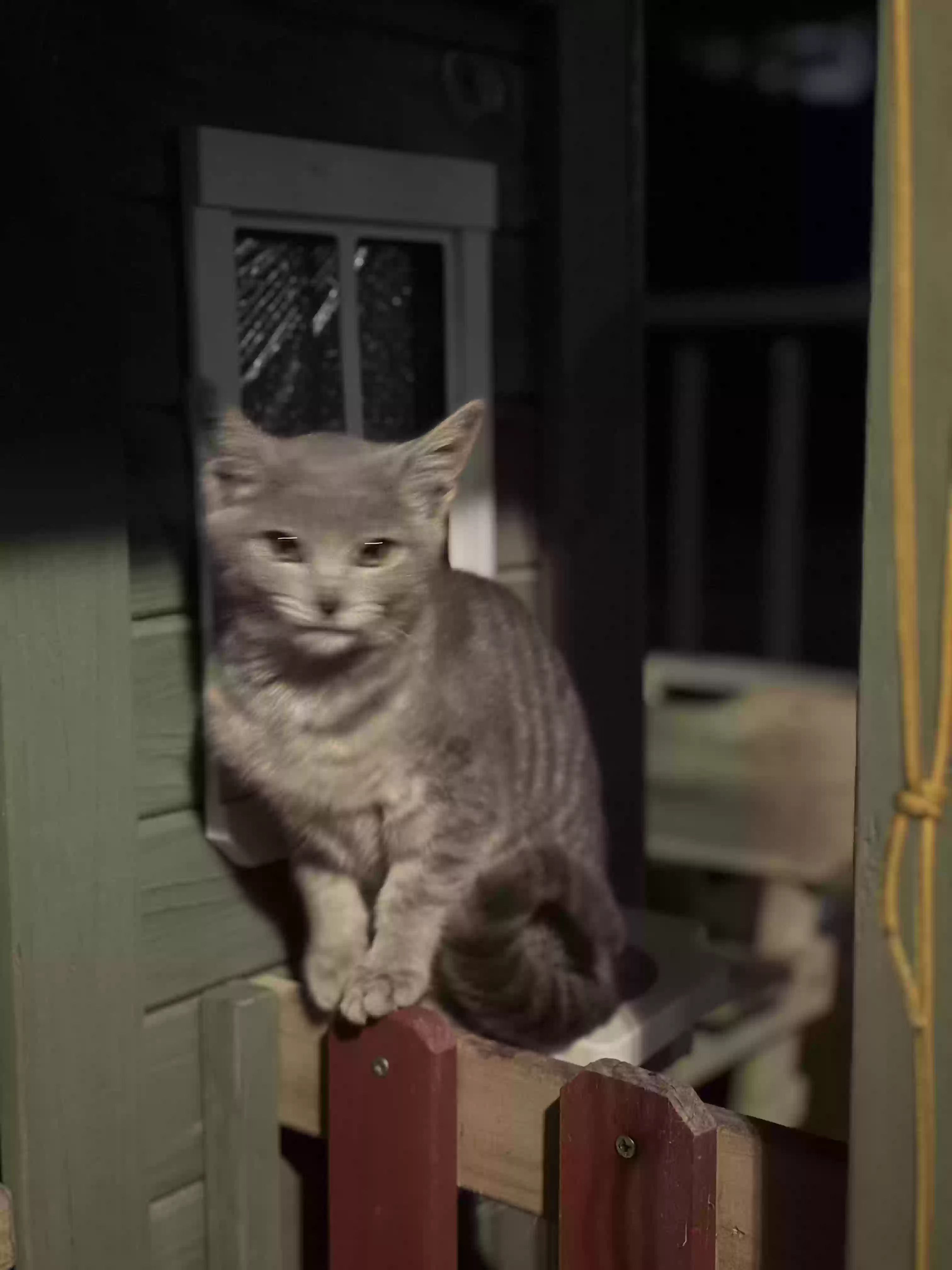 /lostandfound/images/lnfpets/original/181742_photo.webp
