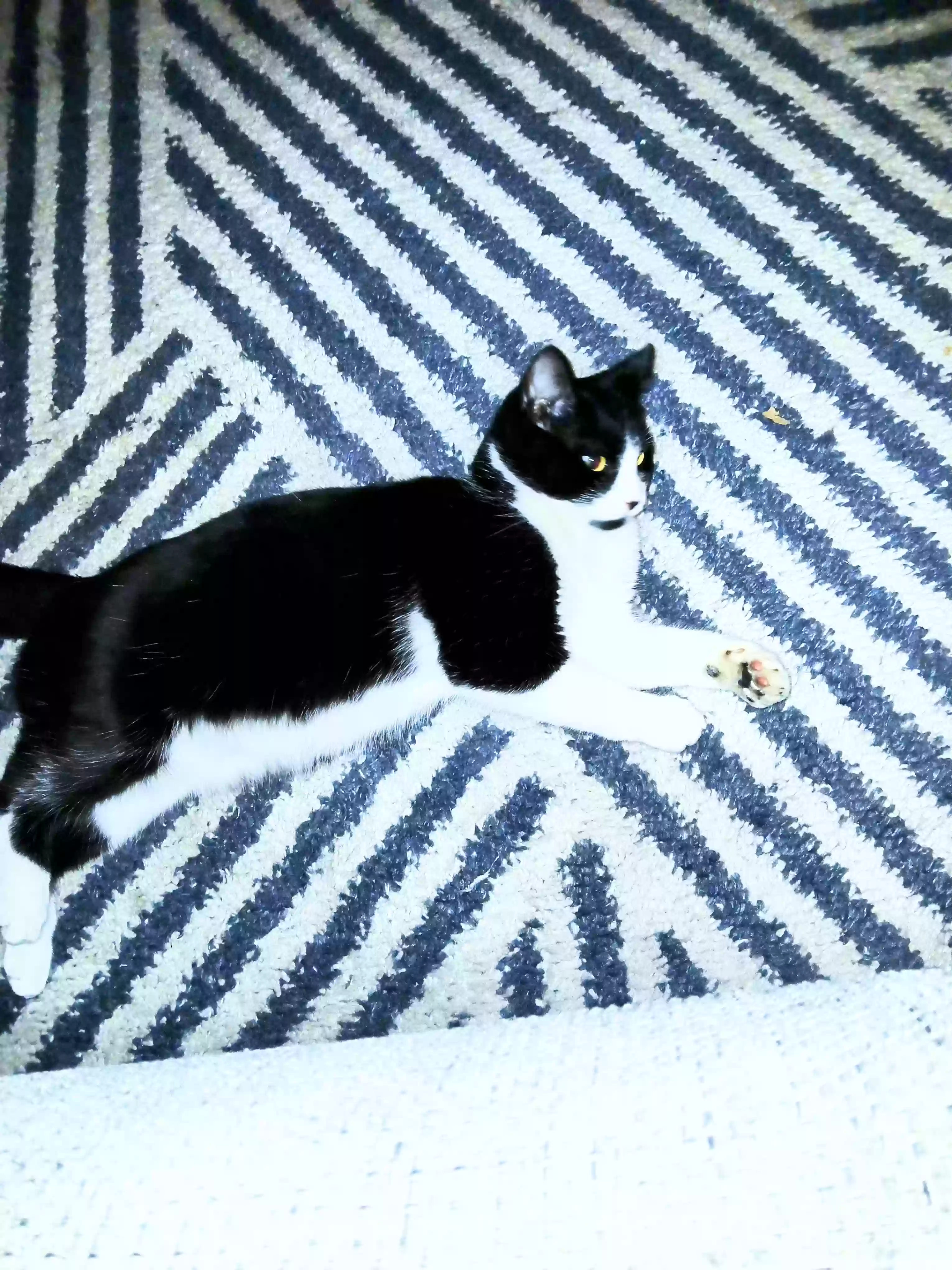 /lostandfound/images/lnfpets/original/181758_6696_20241128_194056~2.webp