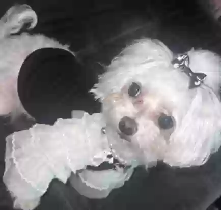 /lostandfound/images/lnfpets/original/181787_photo.webp