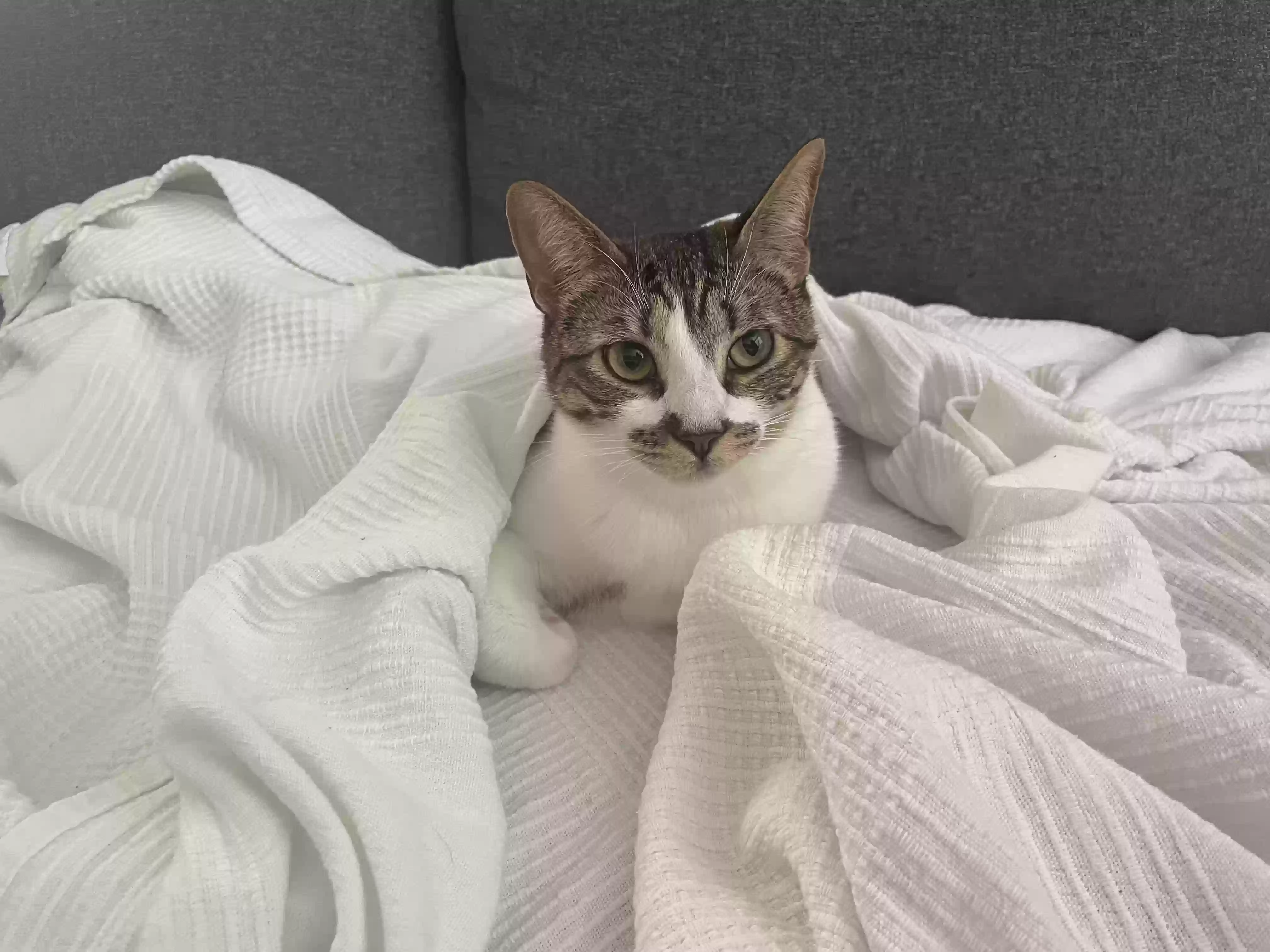 /lostandfound/images/lnfpets/original/181831_photo.webp