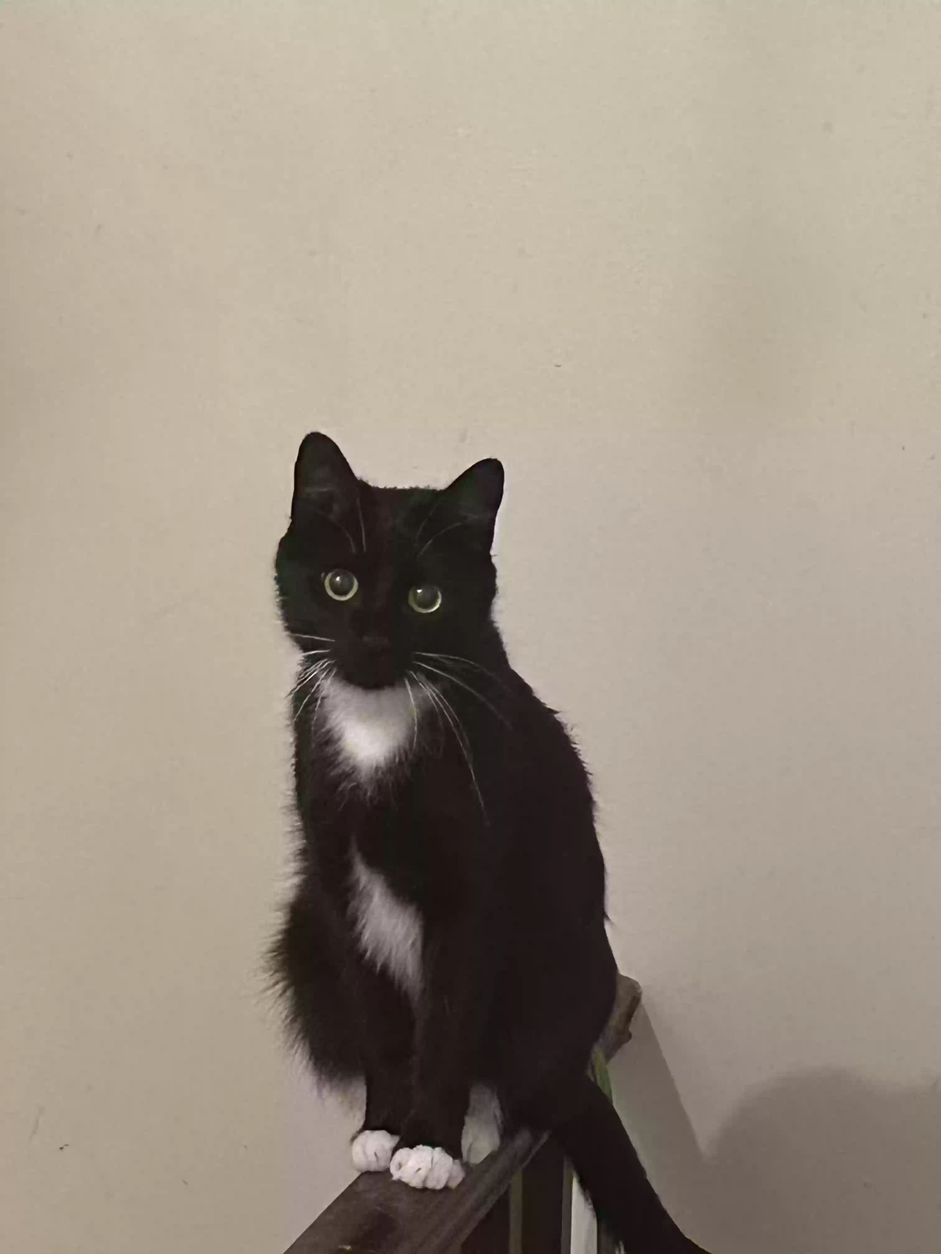 /lostandfound/images/lnfpets/original/181844_photo.webp